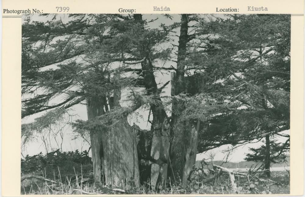 Image representing photograph.