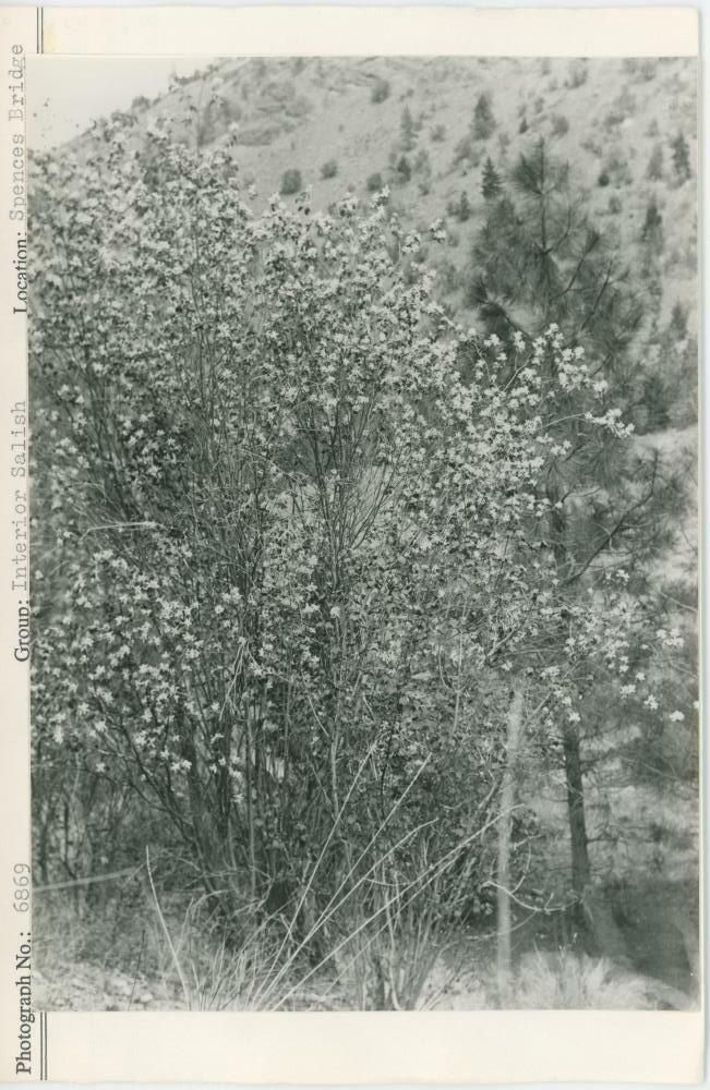 Image representing photograph.