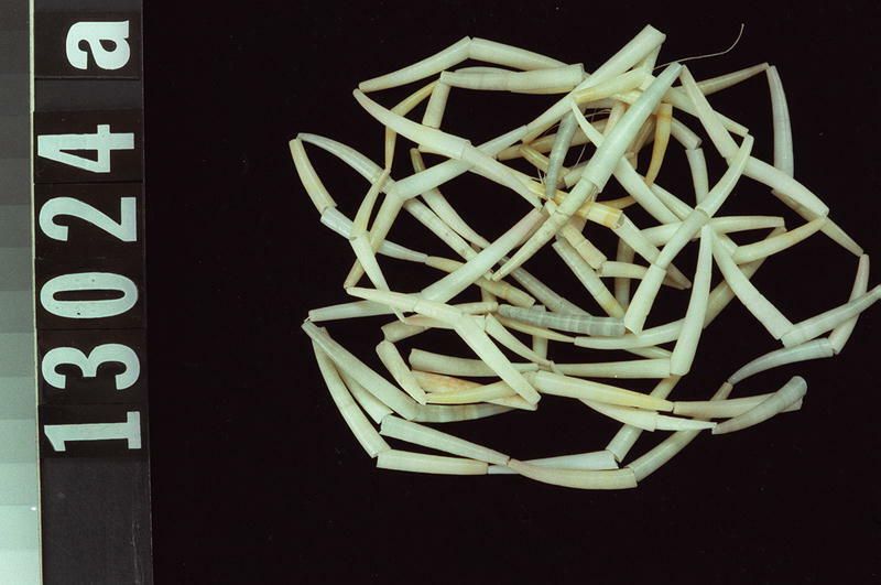 Image representing Bead ?.