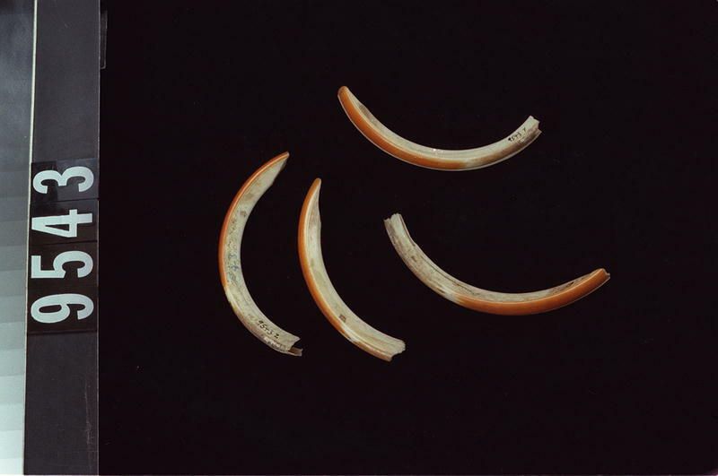 Image representing Teeth.