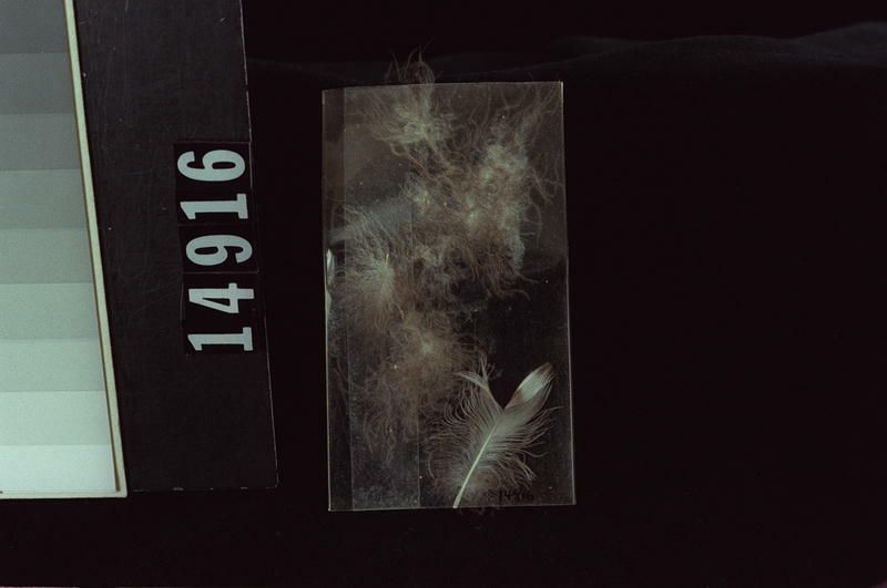 Image representing Feather.