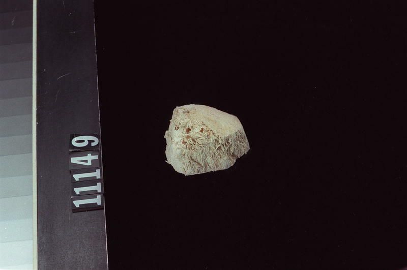 Image representing Fungus.