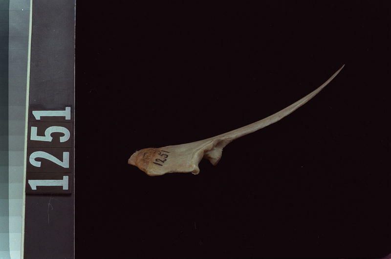 Image representing Knife.