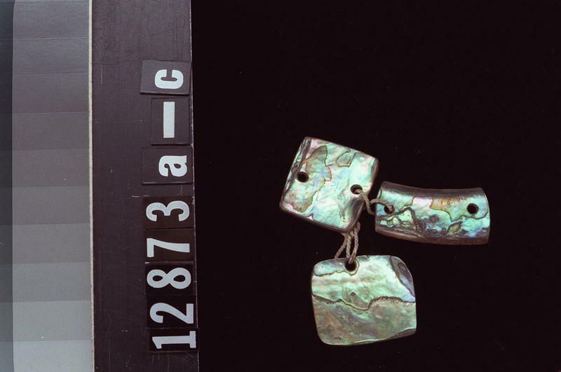 Image representing Abalone.