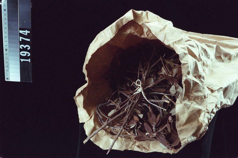 Image representing Medicine.