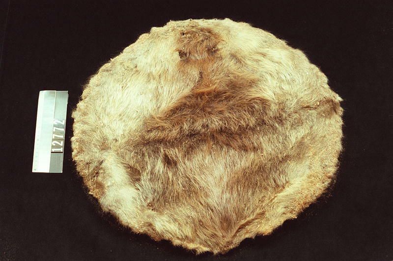 Image representing Pelt.