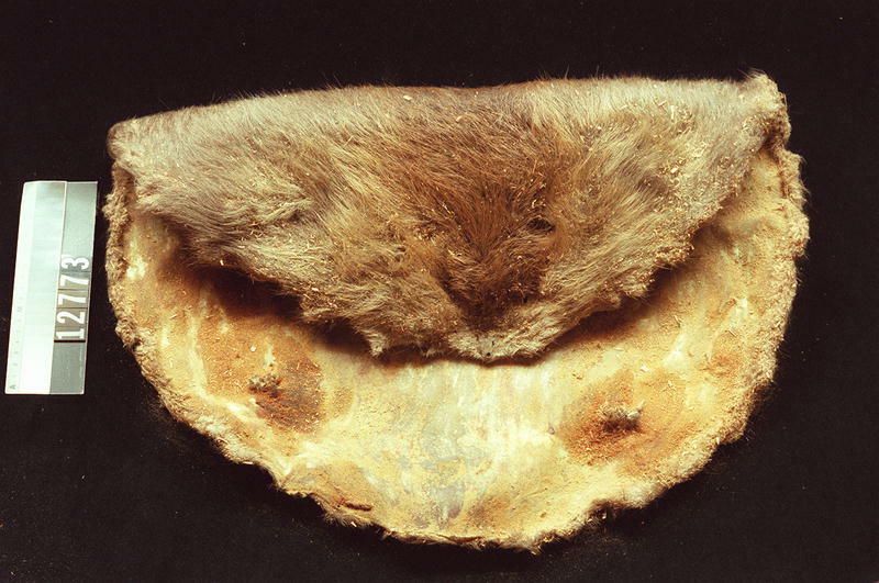 Image representing Pelt.