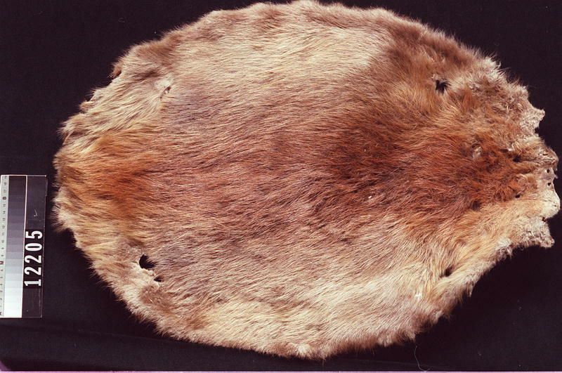 Image representing Skin.