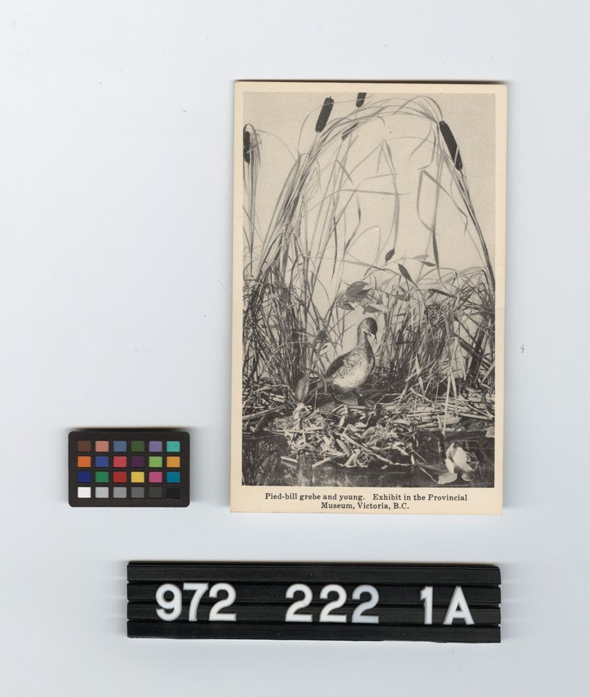 Image representing Postcard.
