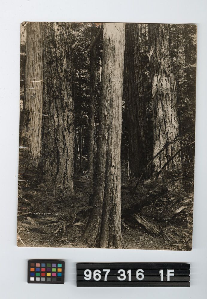 Image representing Print, Photographic.