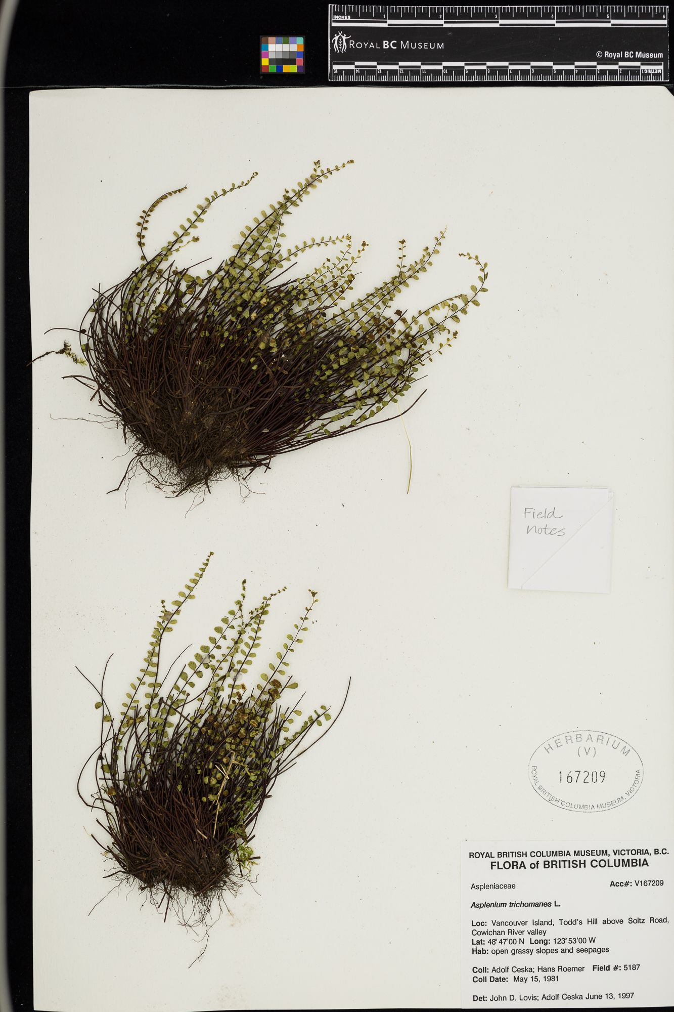 Image representing Asplenium trichomanes.