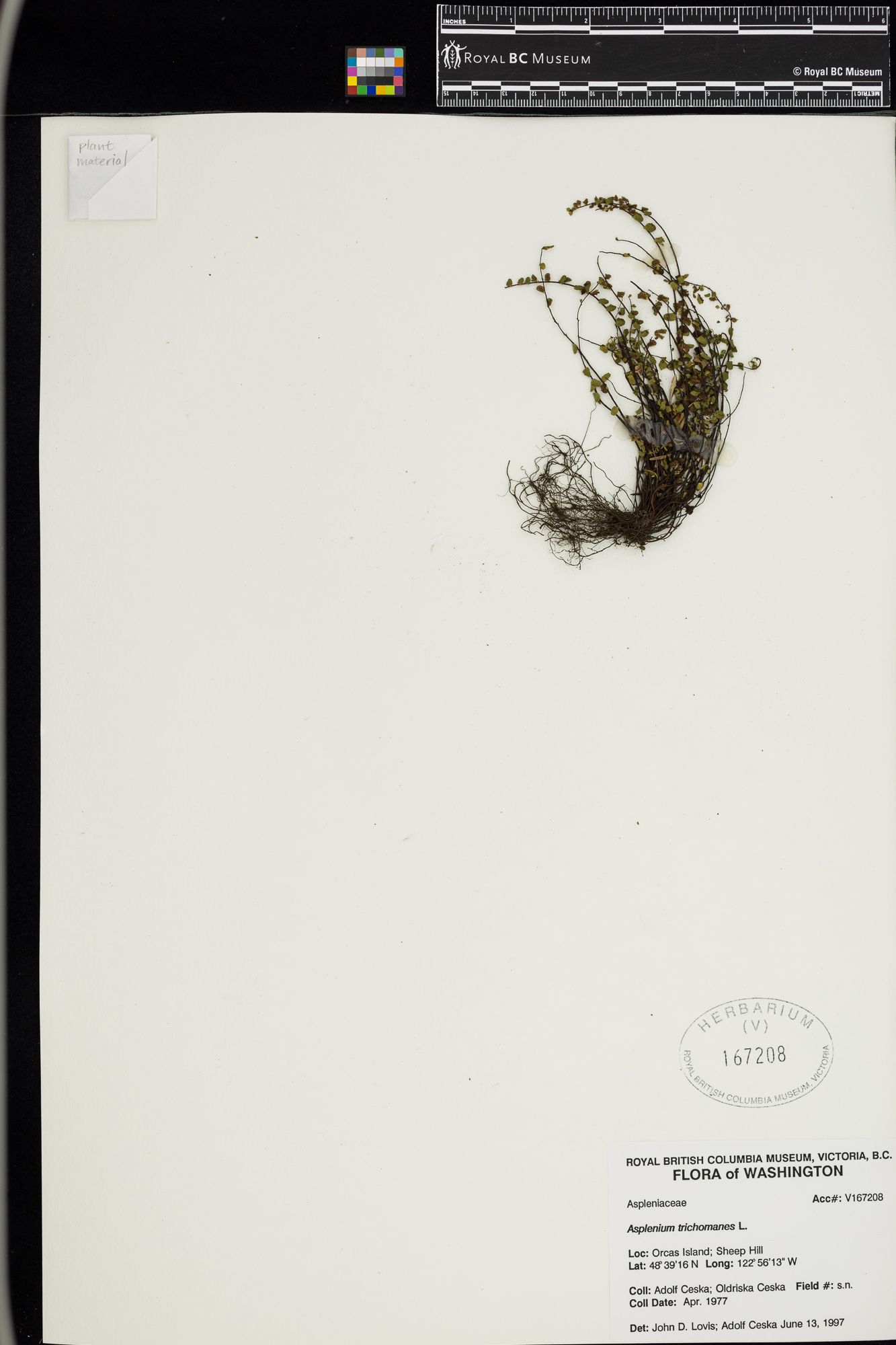 Image representing Asplenium trichomanes.