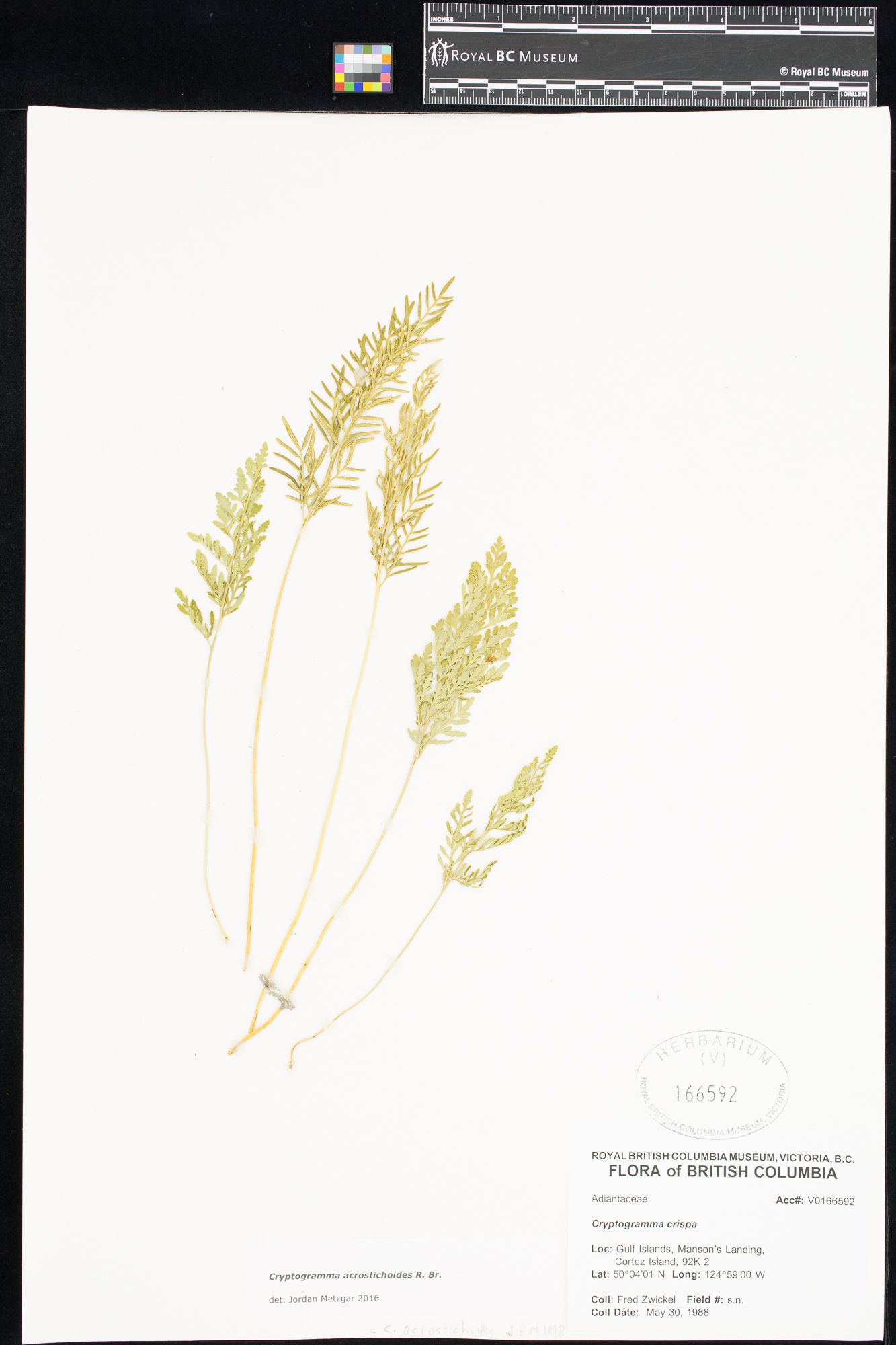 Image representing Cryptogramma crispa.