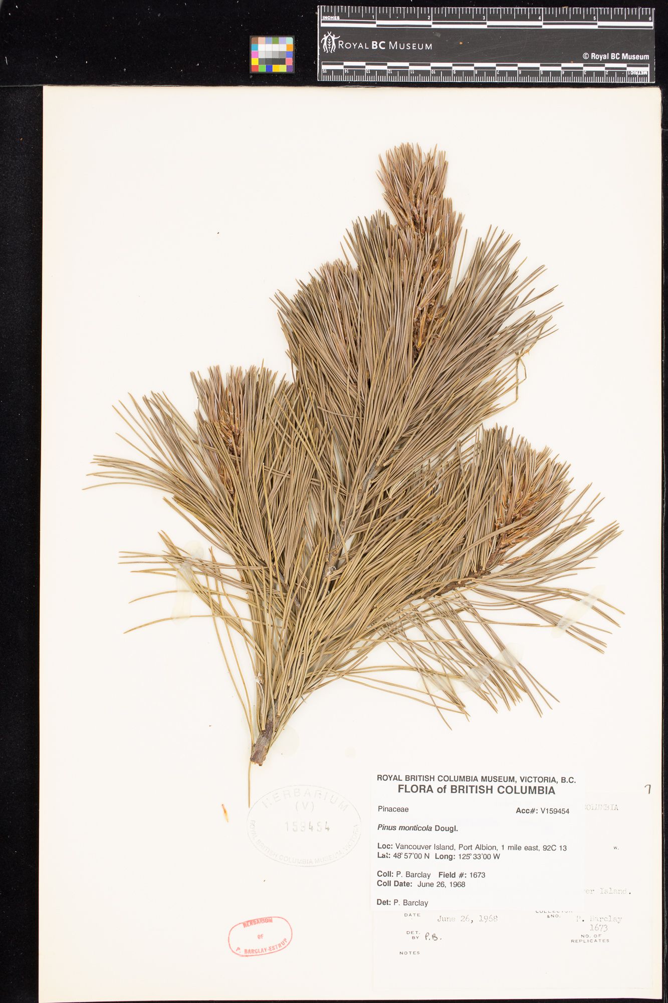 Image representing Pinus monticola.