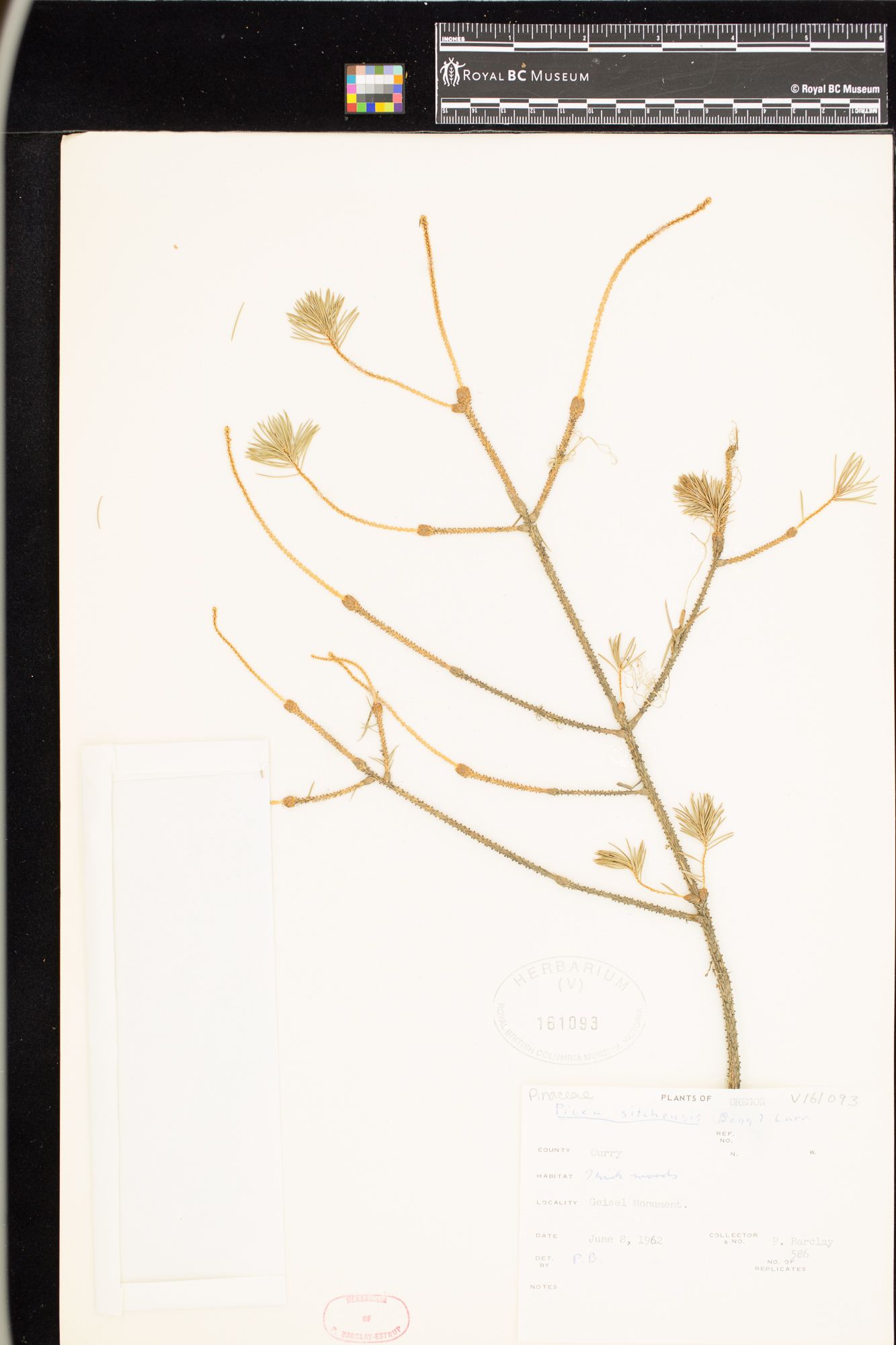 Image representing Picea sitchensis.