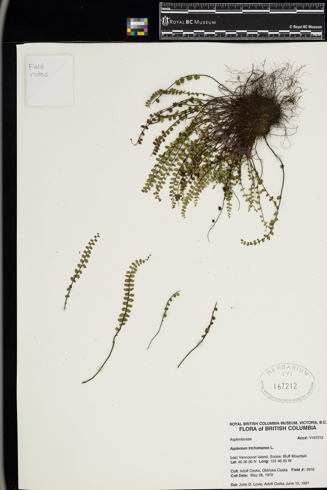 Image representing Asplenium trichomanes.