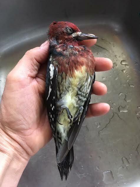 Image representing Sphyrapicus ruber.