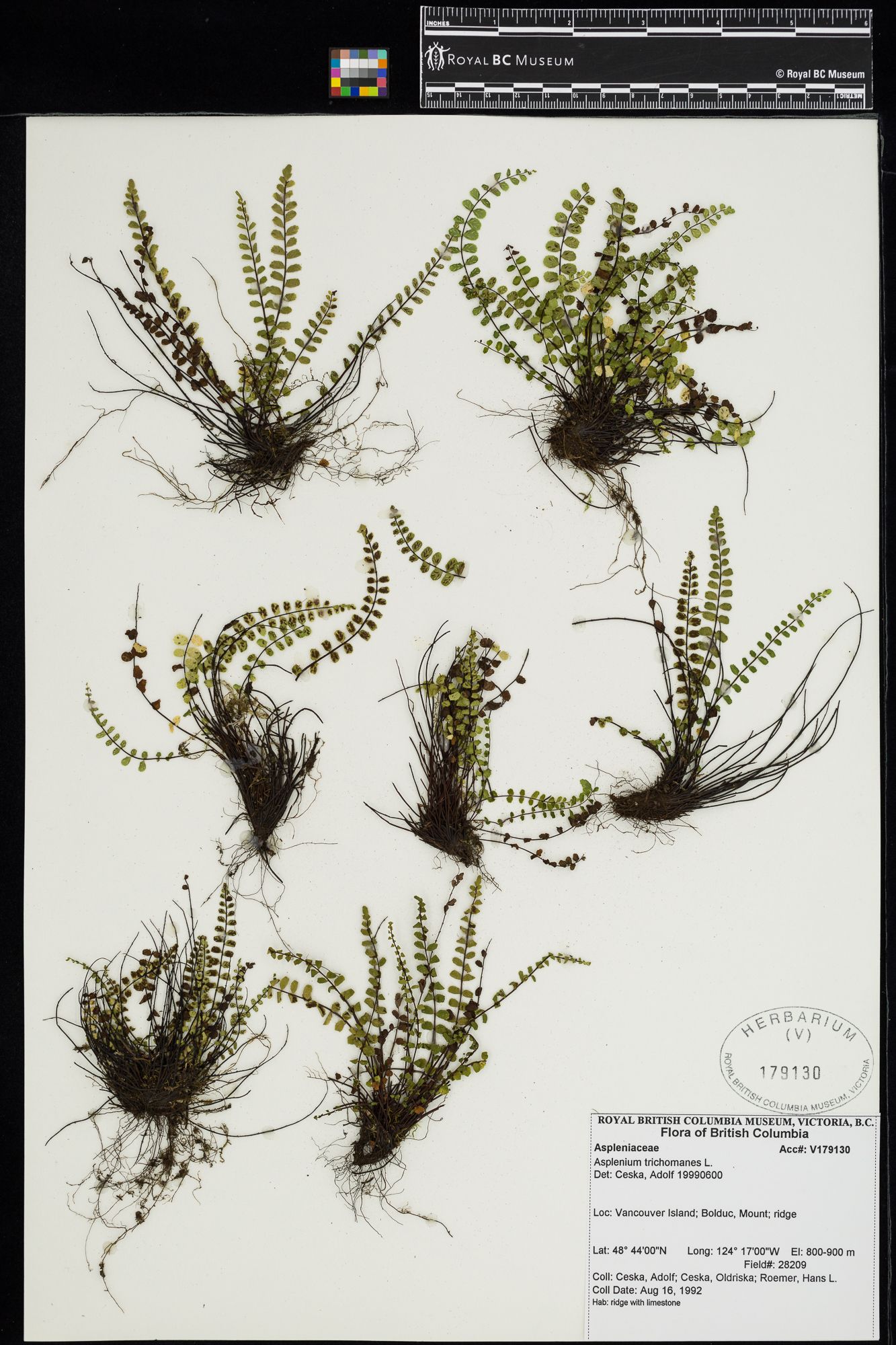 Image representing Asplenium trichomanes.