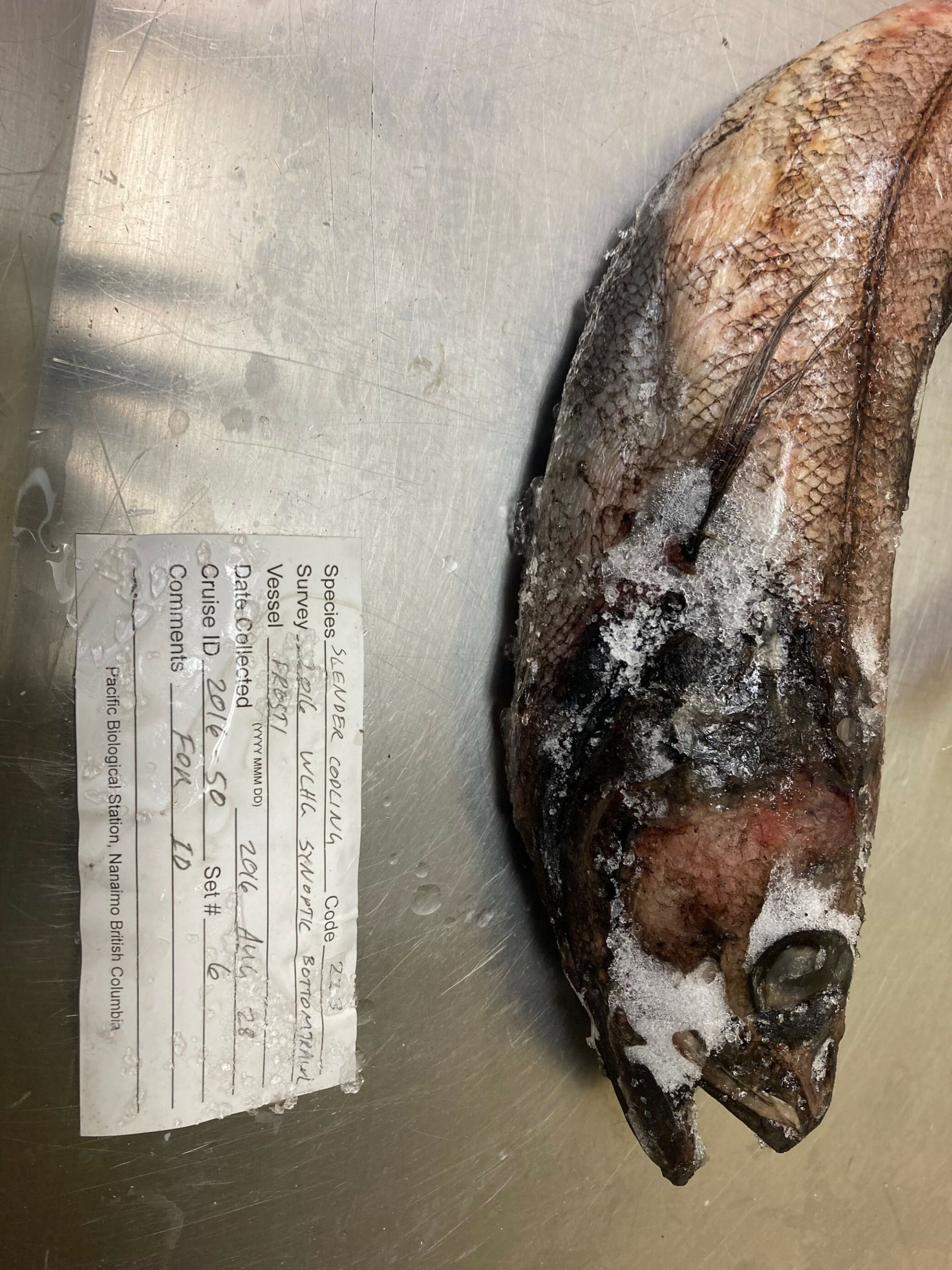 Image representing Halargyreus johnsonii.