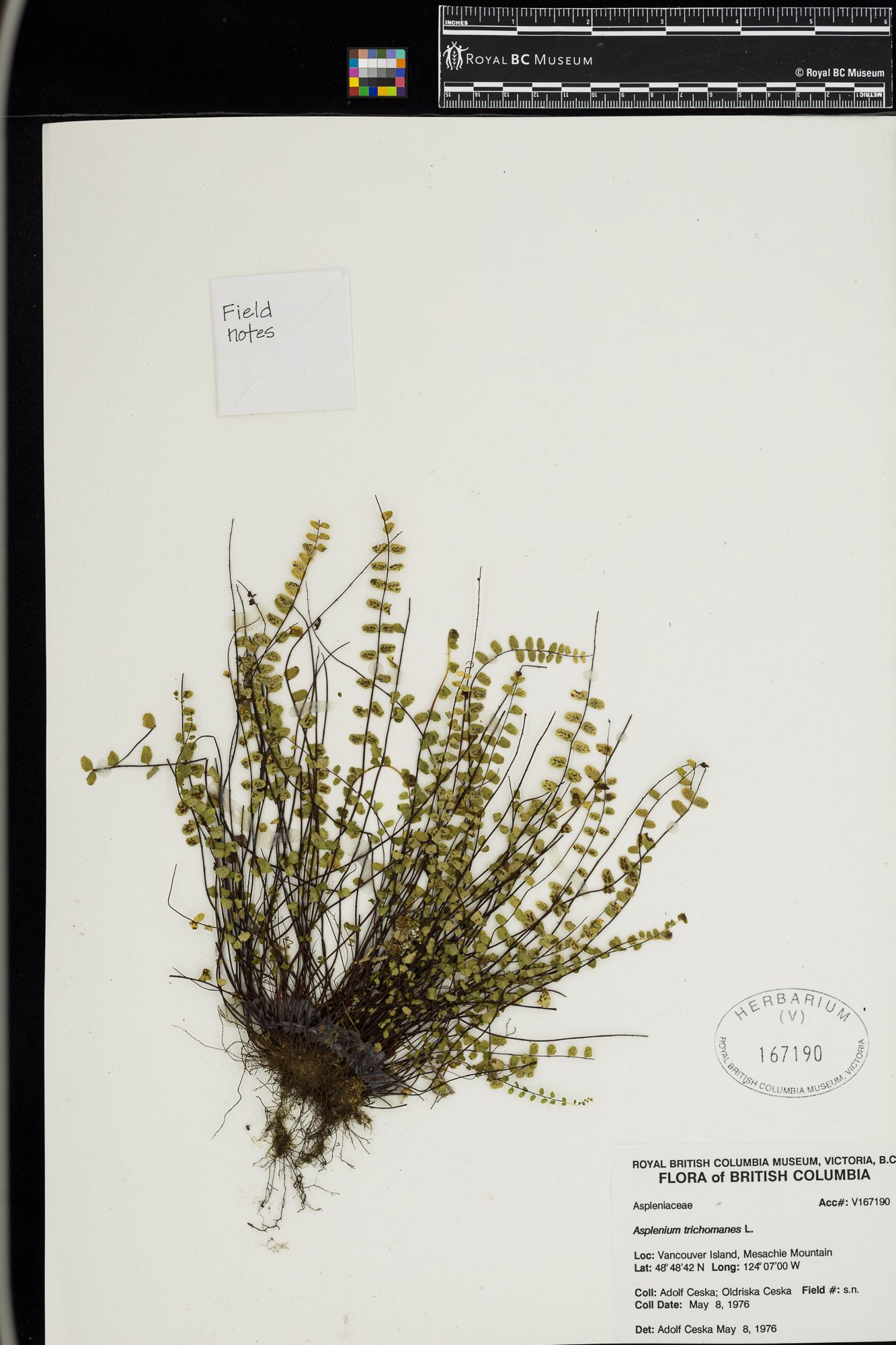 Image representing Asplenium trichomanes.