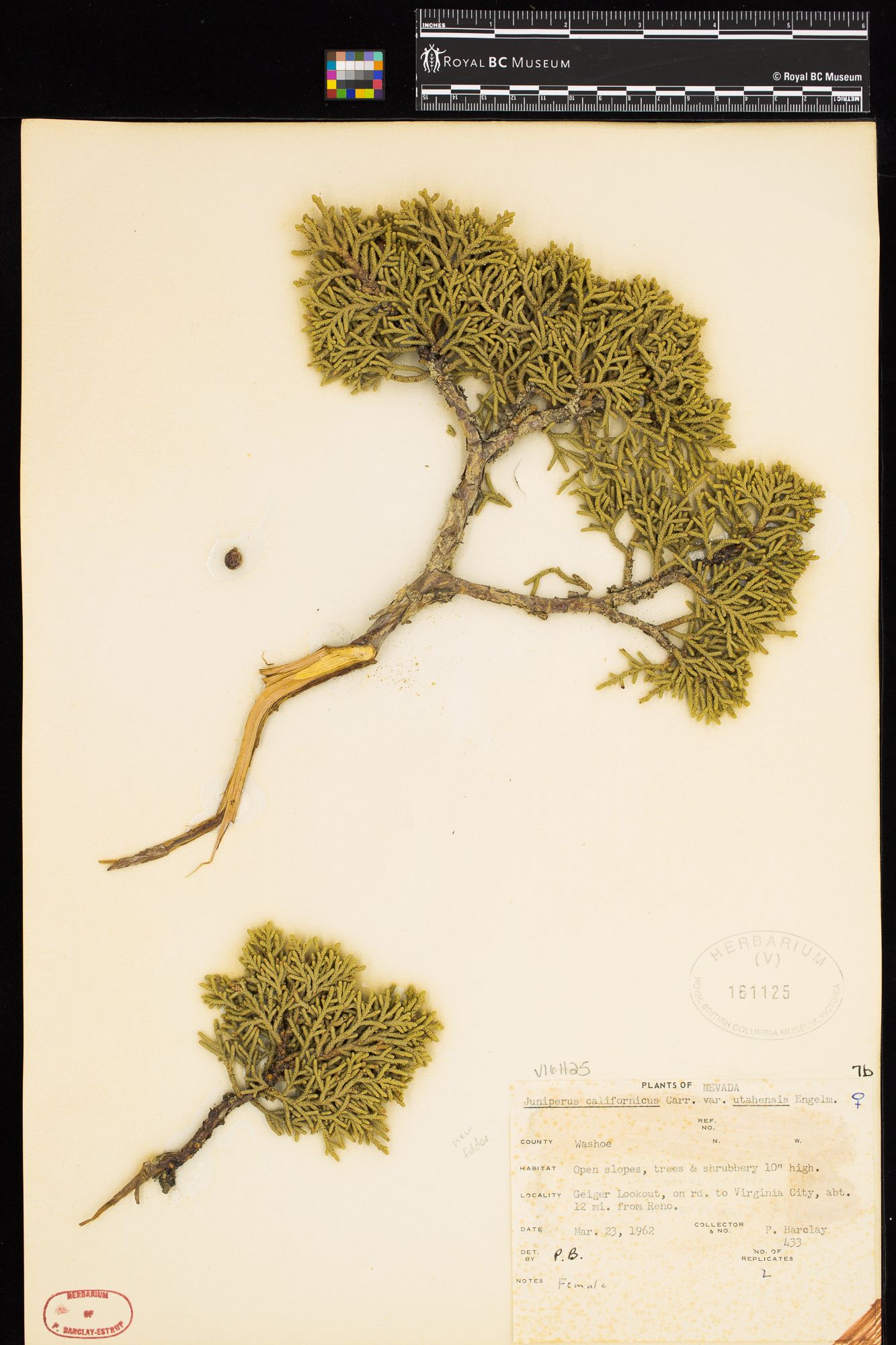 Image representing Juniperus californicus var. utahensis.