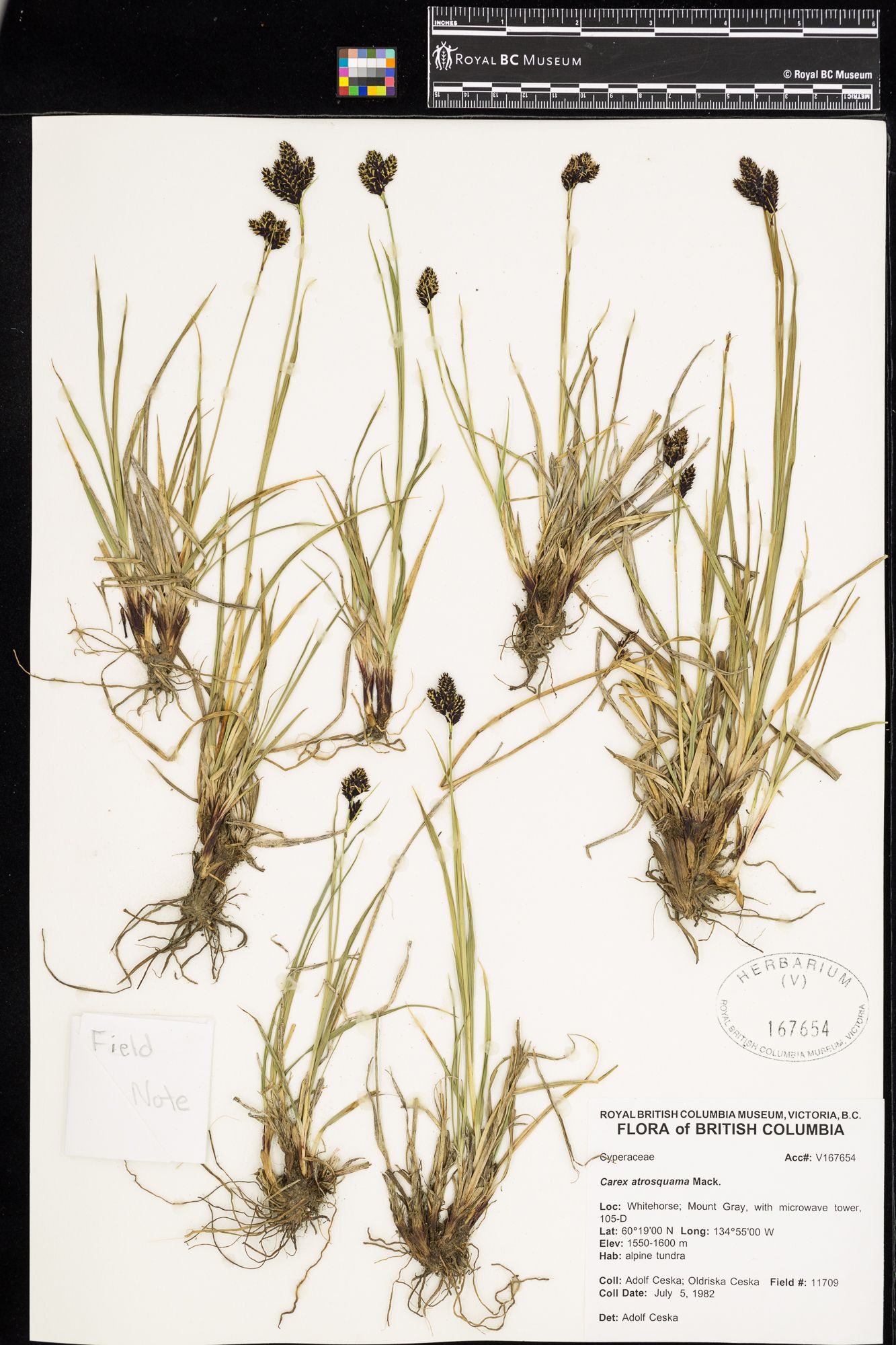 Image representing Carex atrosquama.