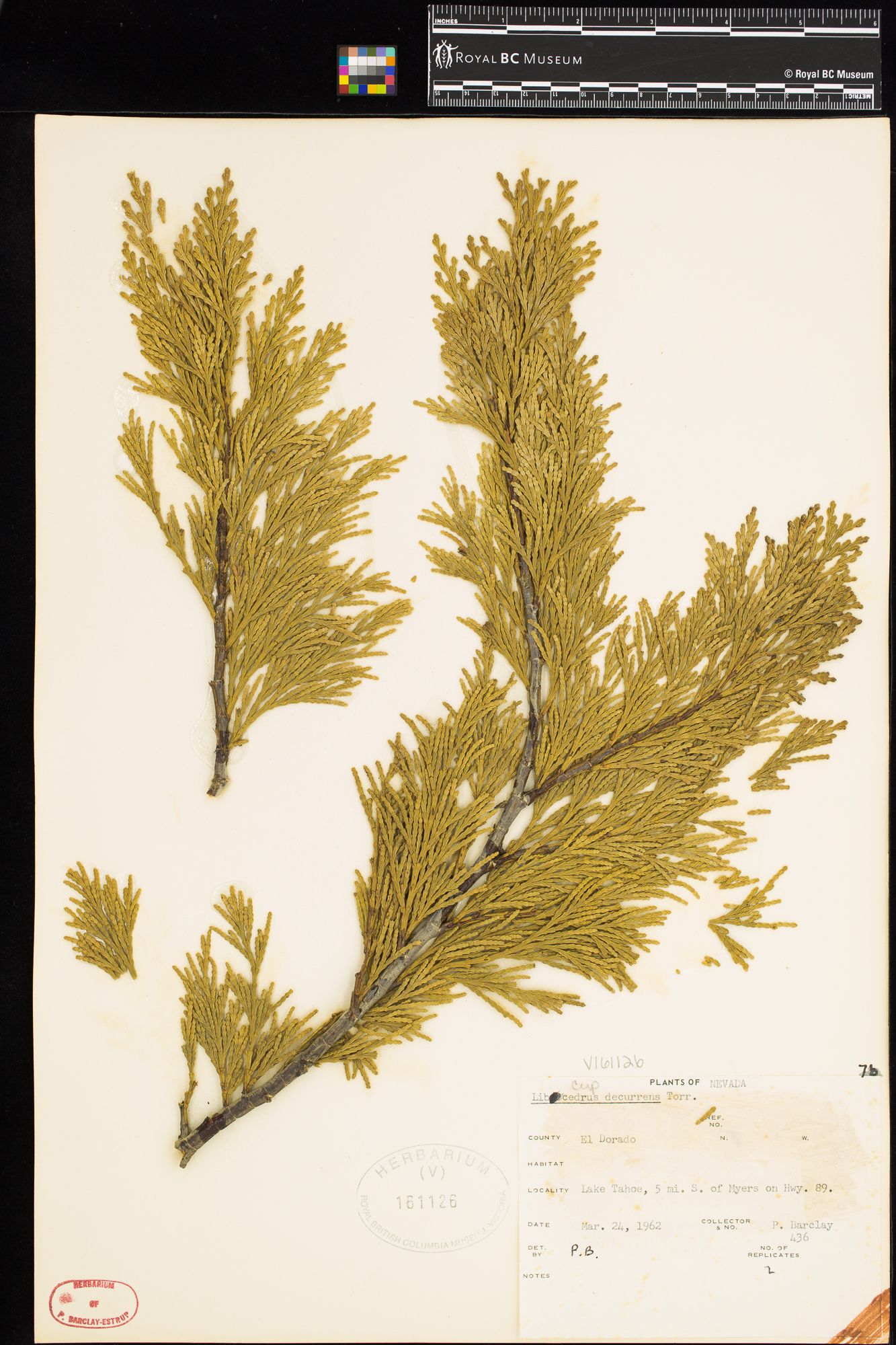 Image representing Libocedrus decurrens.