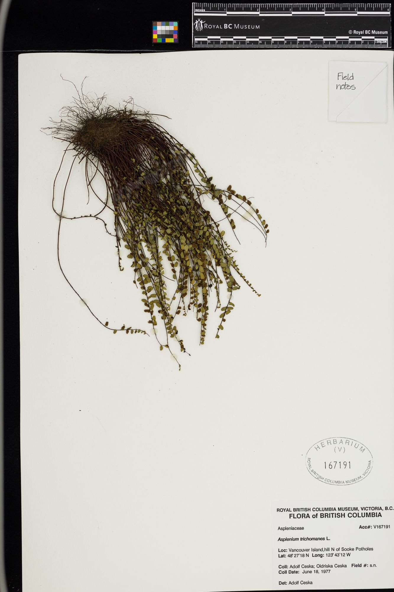 Image representing Asplenium trichomanes.