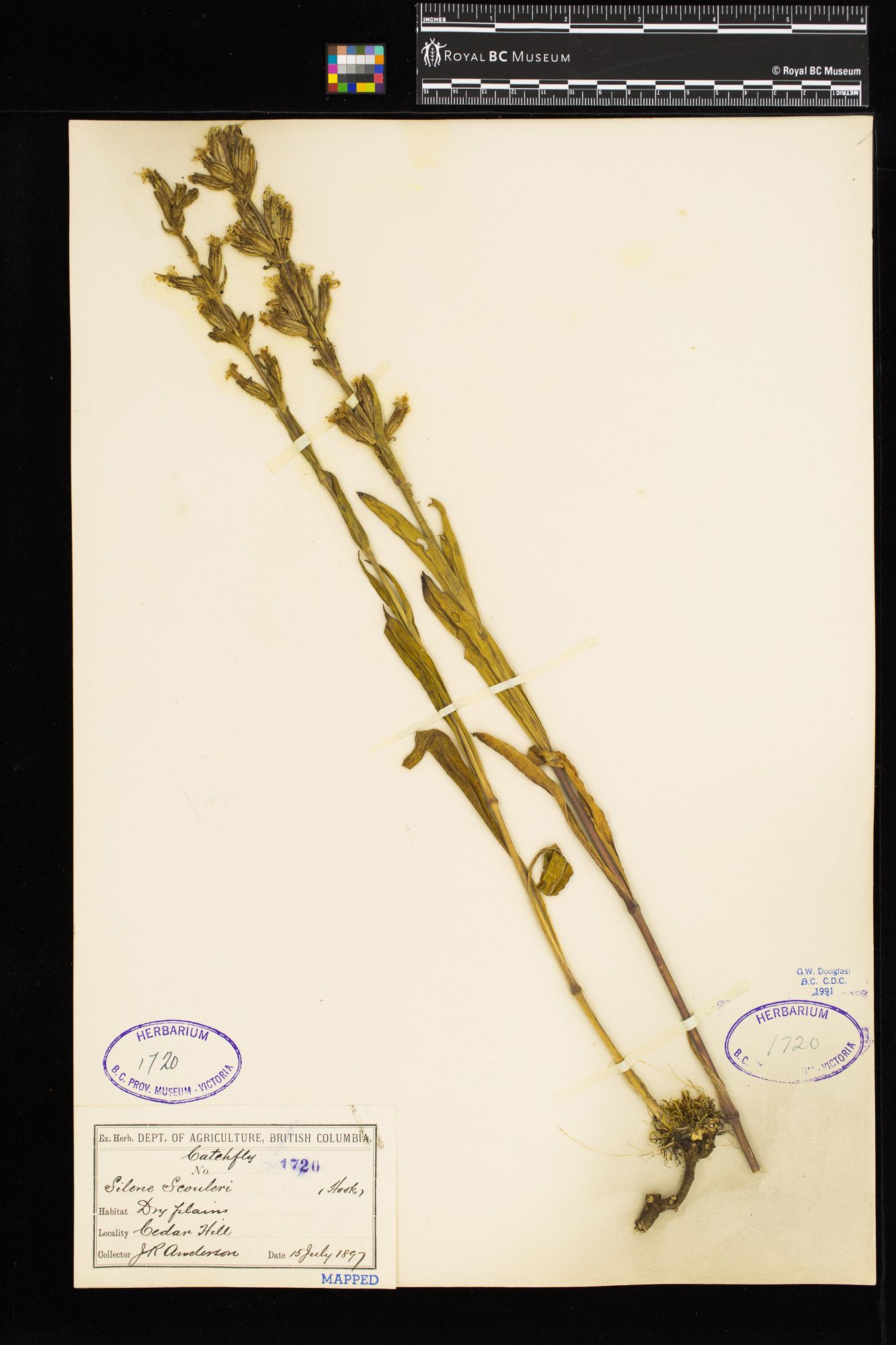 Image representing Silene scouleri.