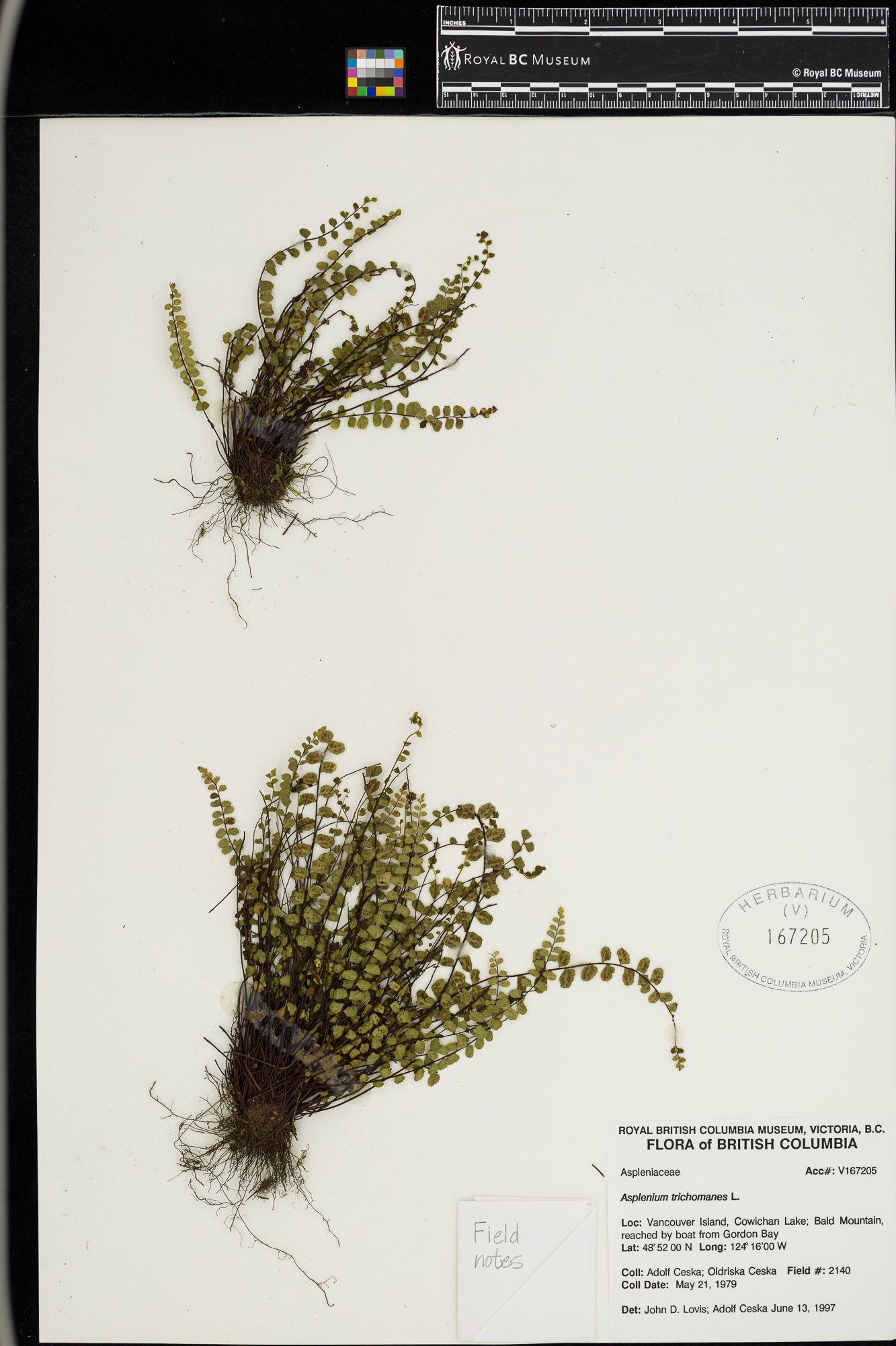 Image representing Asplenium trichomanes.