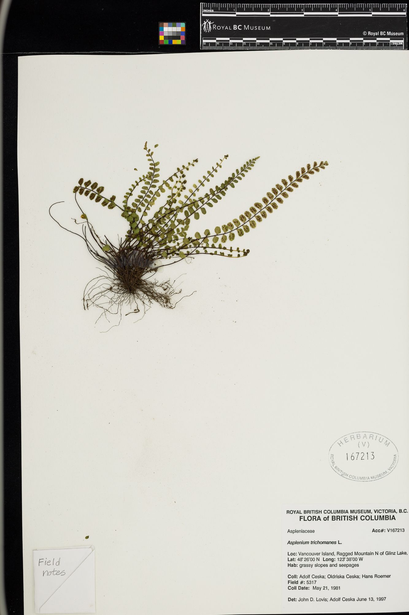 Image representing Asplenium trichomanes.