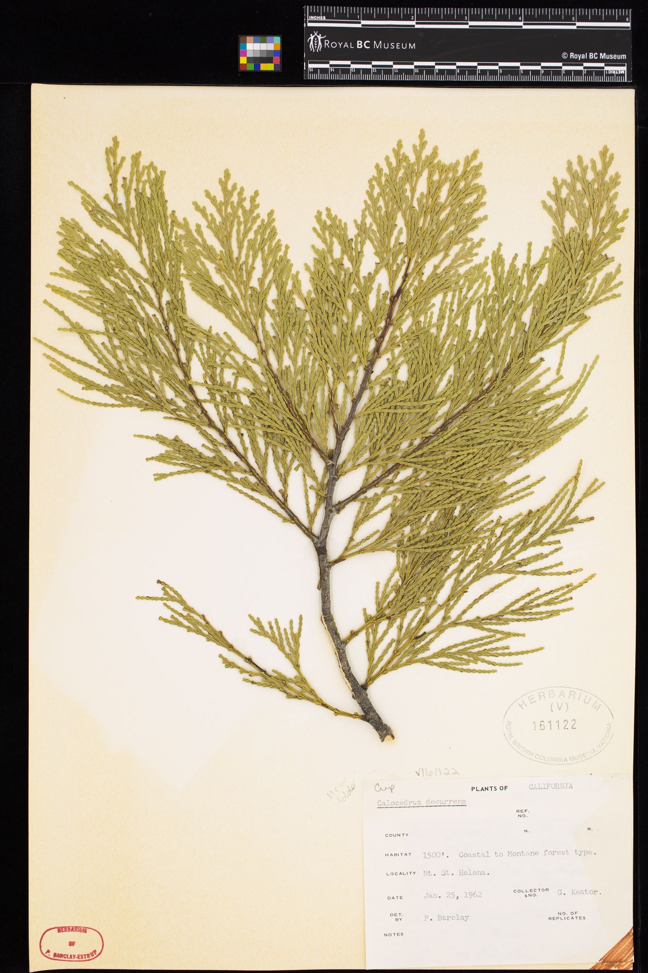 Image representing Calocedrus decurrens.