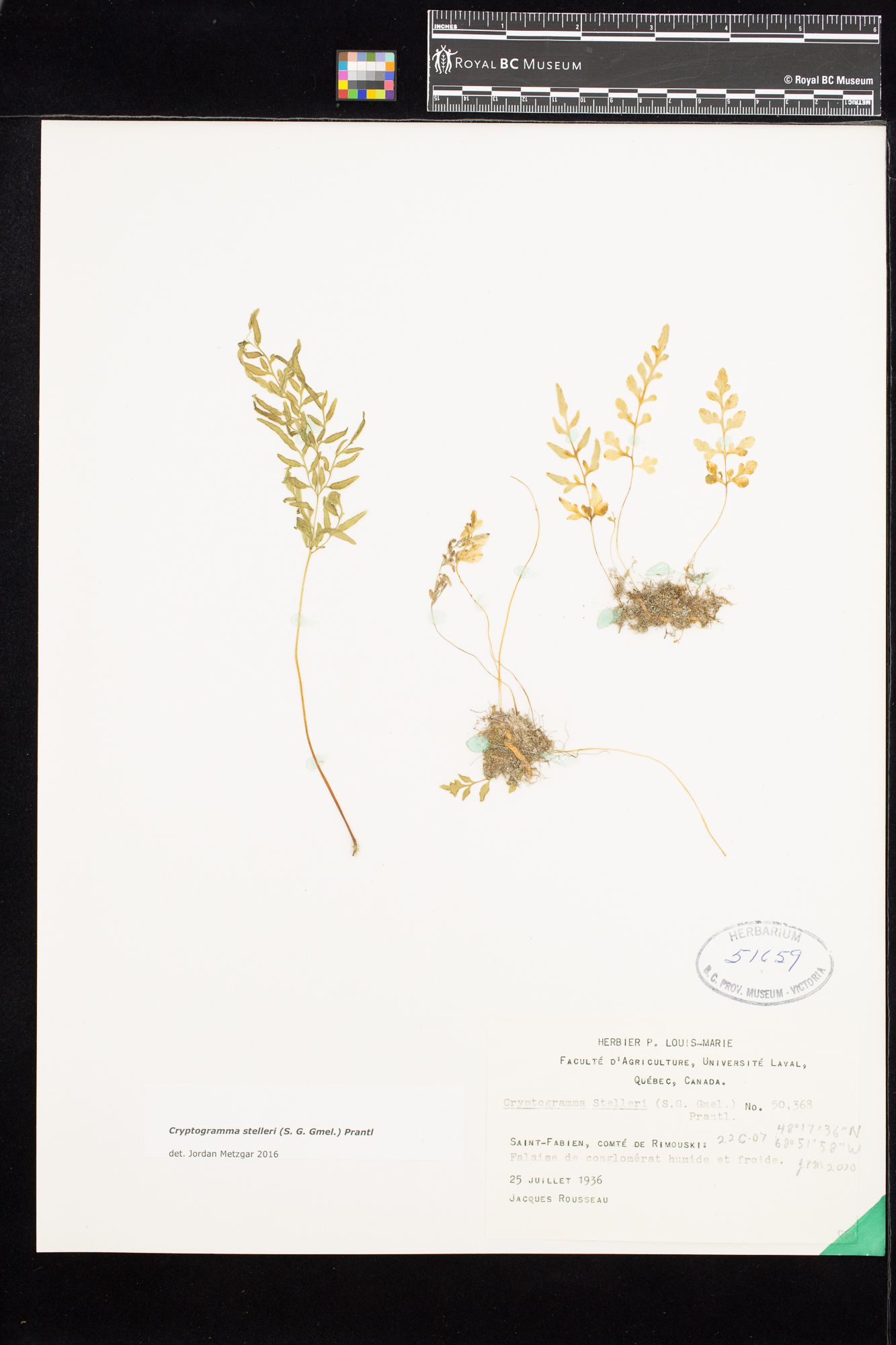 Image representing Cryptogramma stelleri.