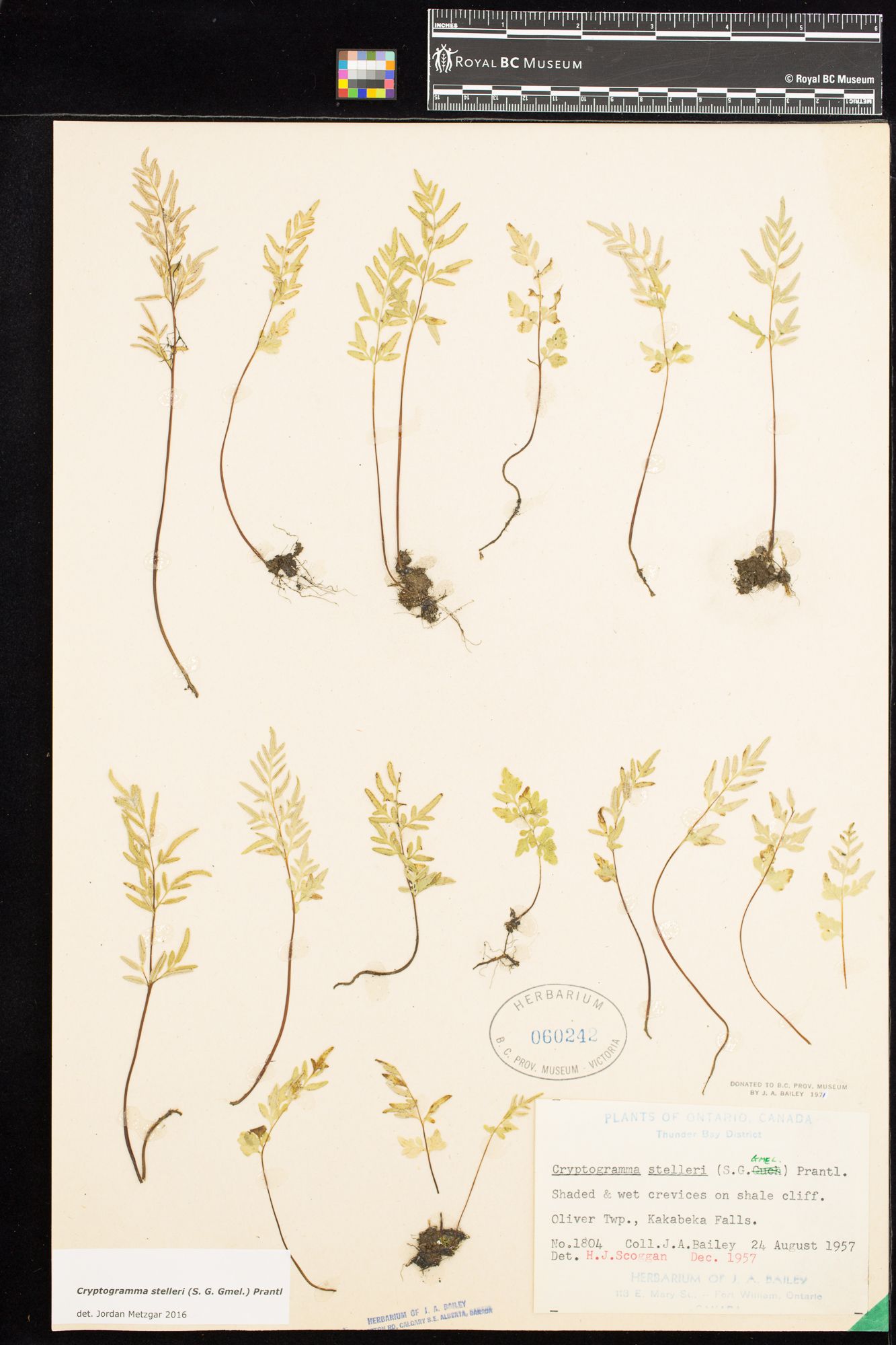 Image representing Cryptogramma stelleri.