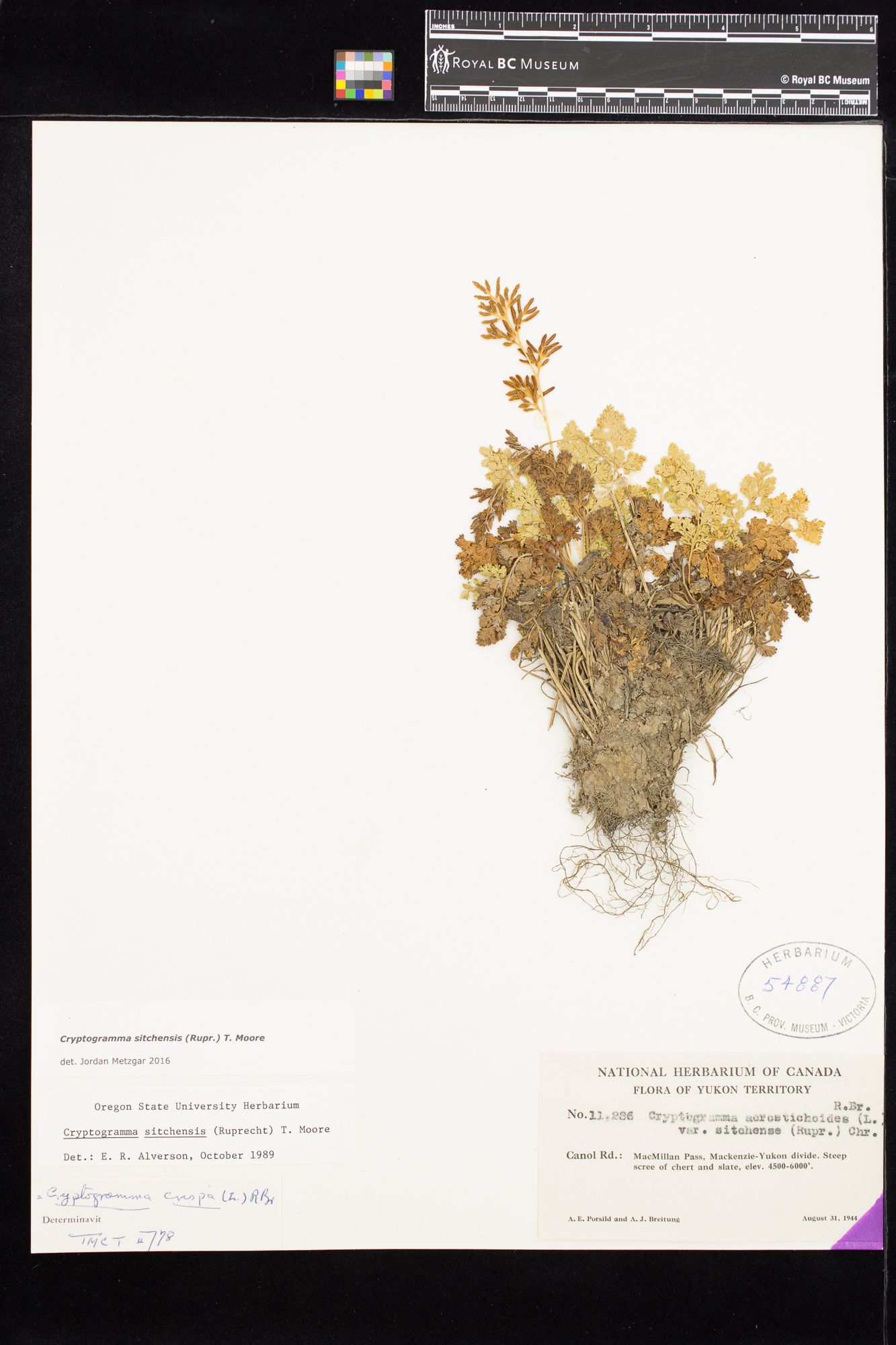 Image representing Cryptogramma sitchensis.