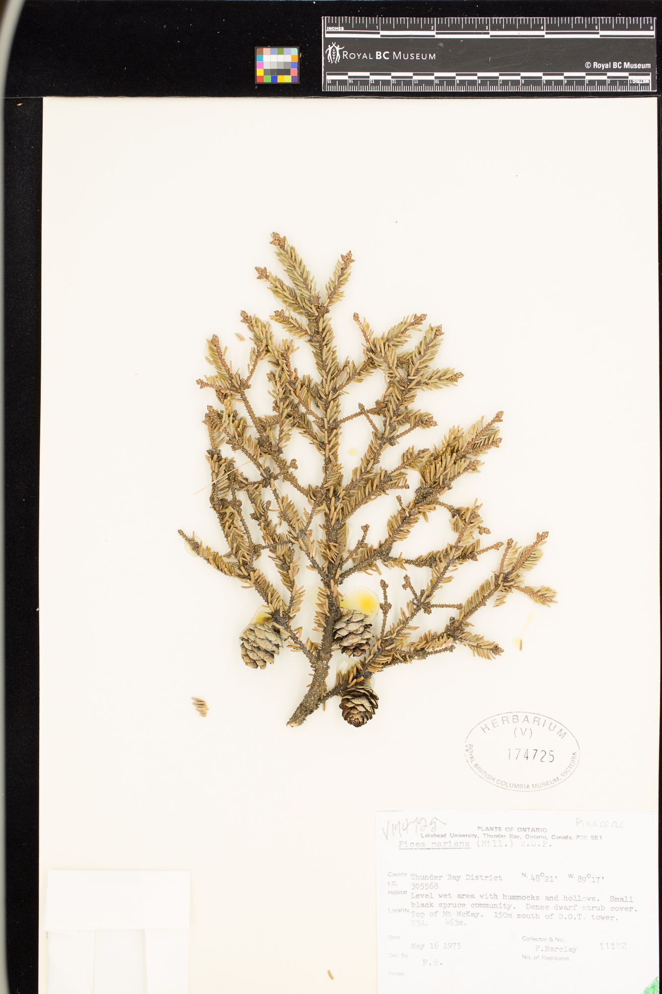 Image representing Picea mariana.