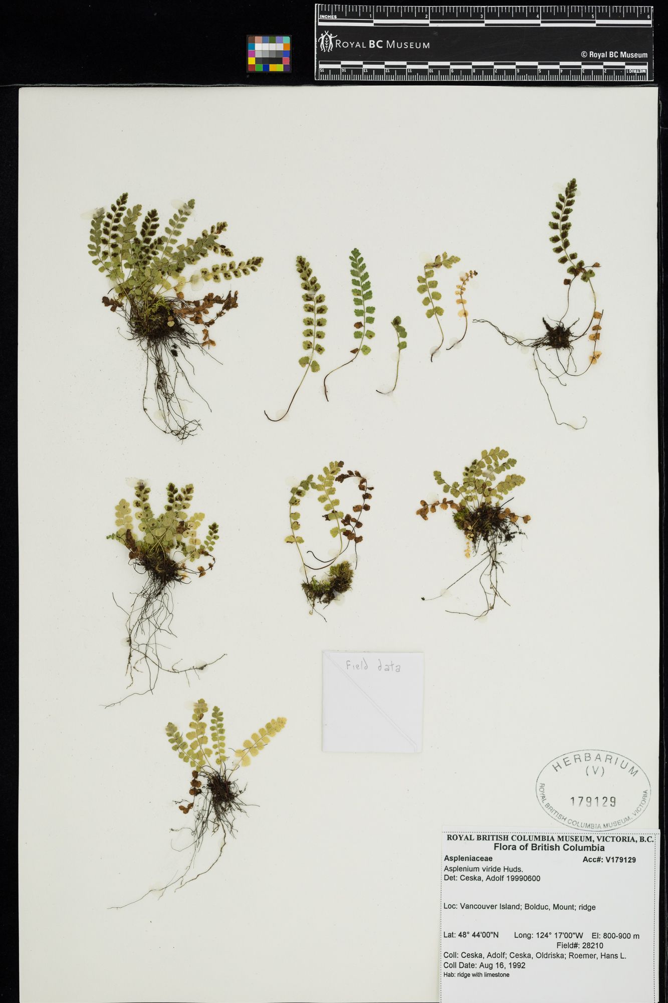 Image representing Asplenium viride.