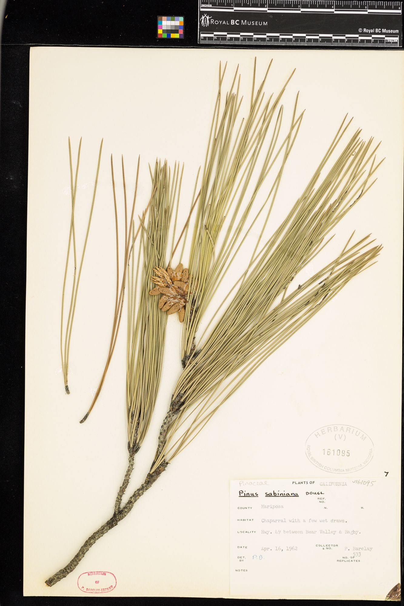 Image representing Pinus sabiniana.