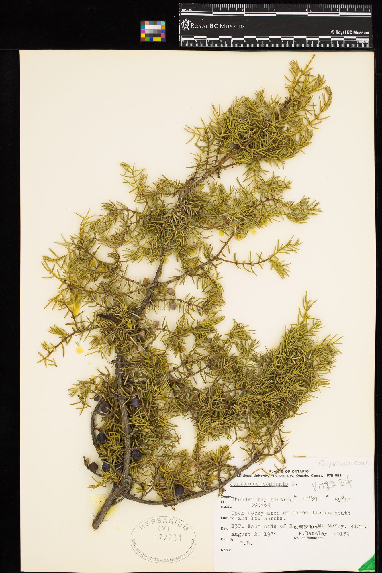 Image representing Juniperus communis.