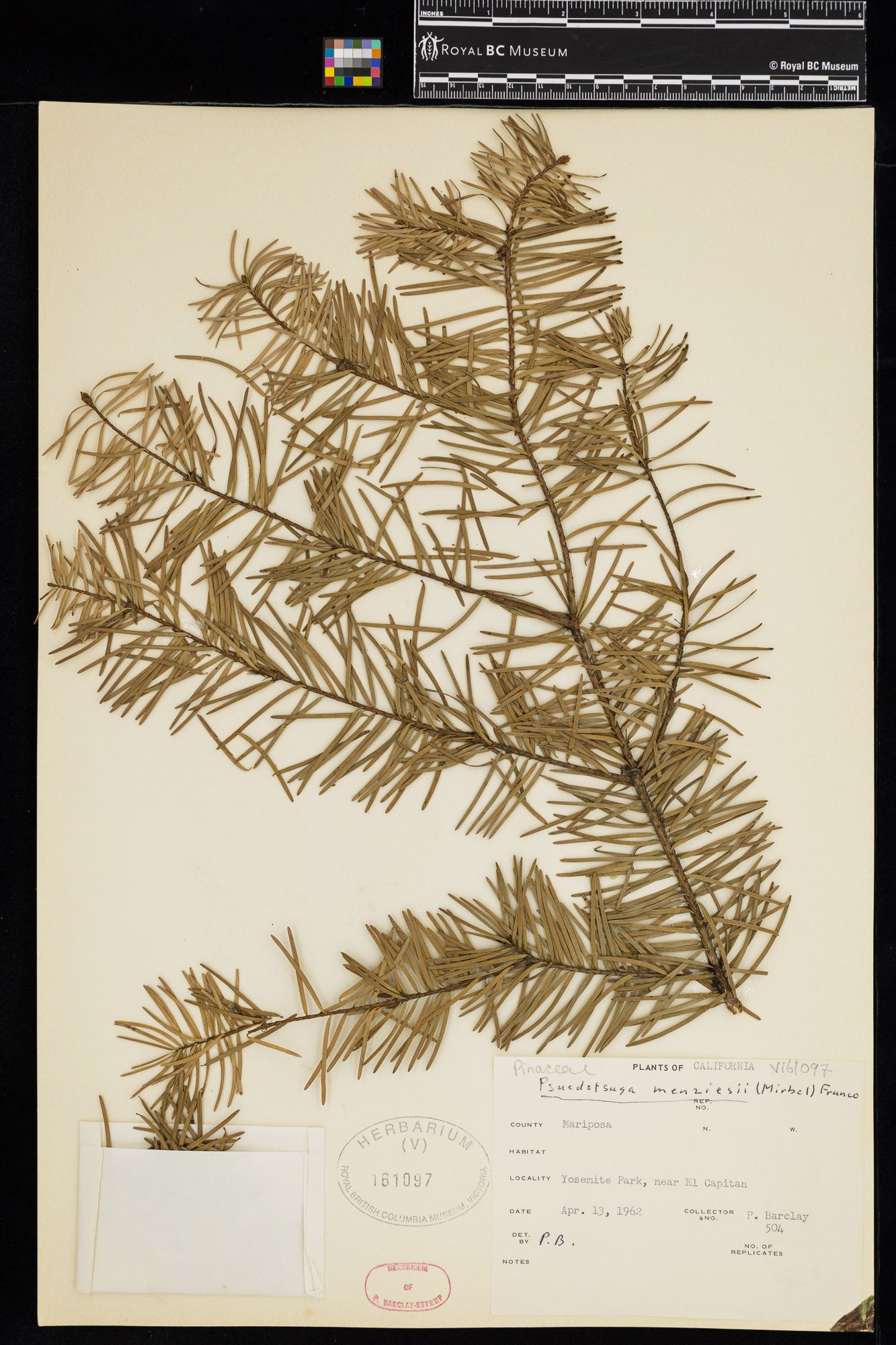 Image representing Pseudotsuga menziesii.