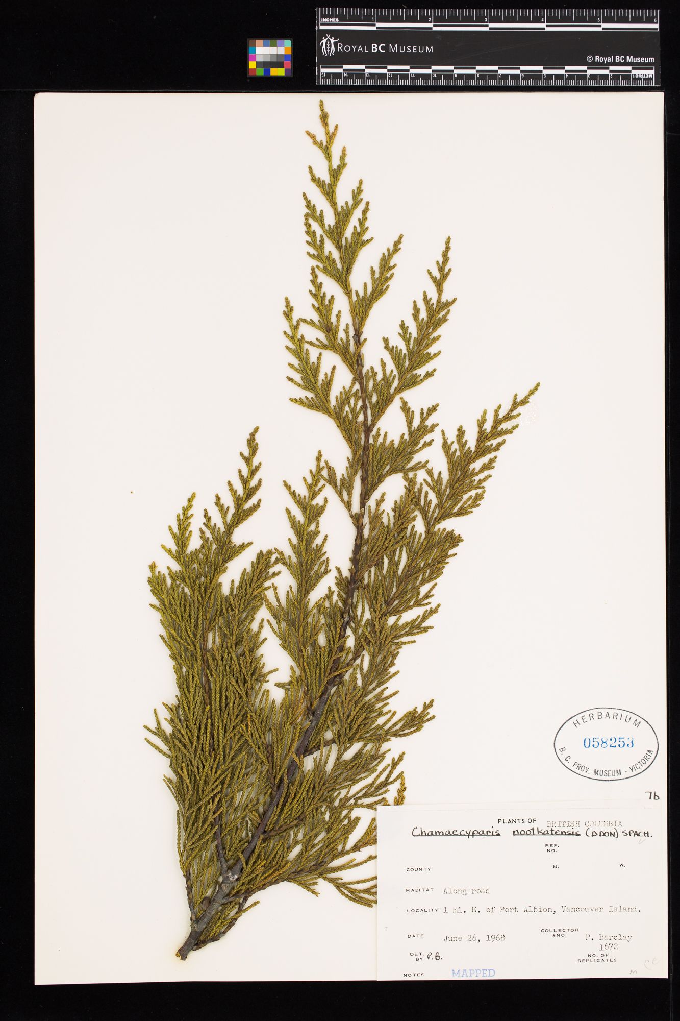 Image representing Chamaecyparis nootkatensis.