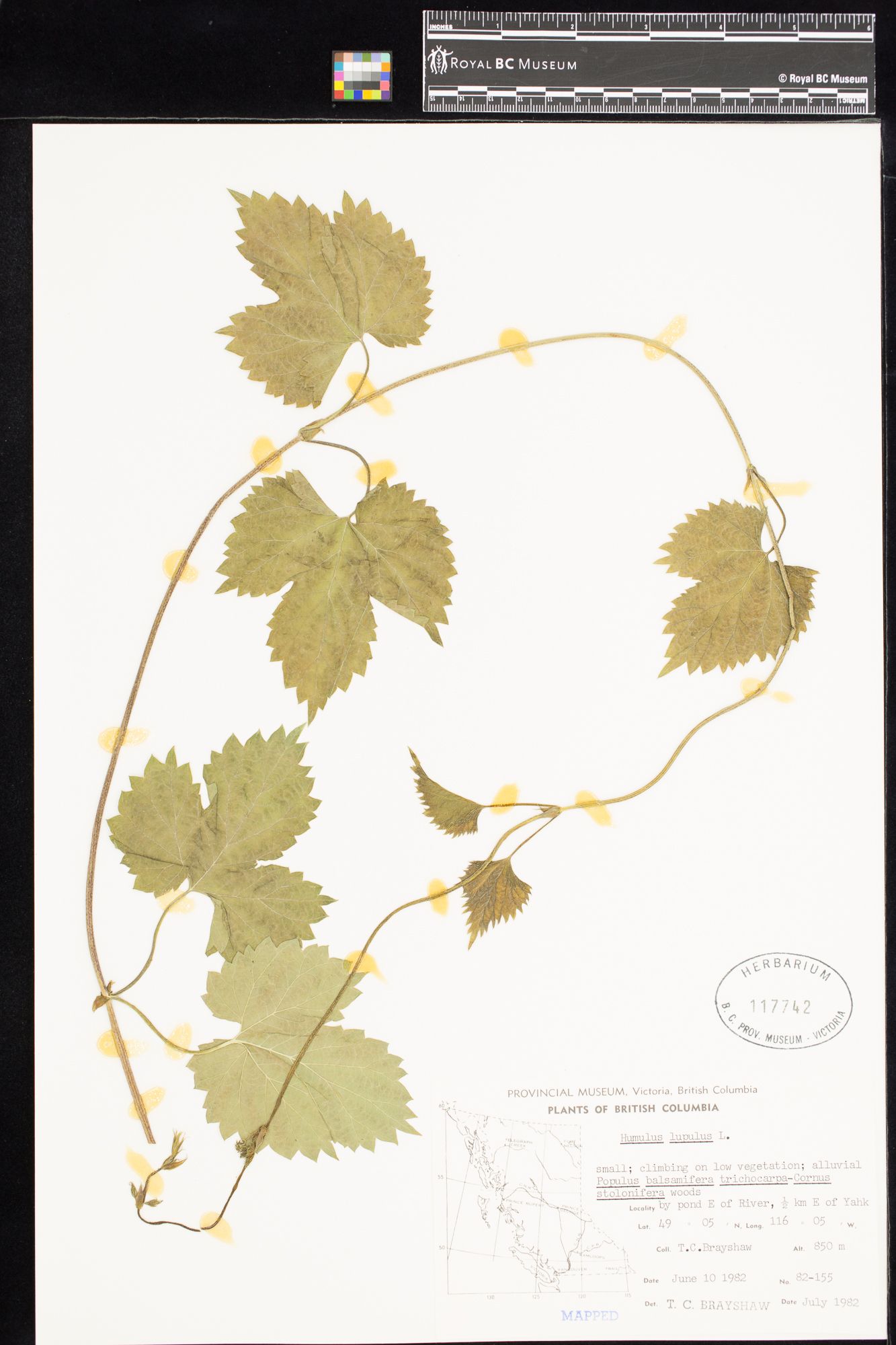Image representing Humulus lupulus.