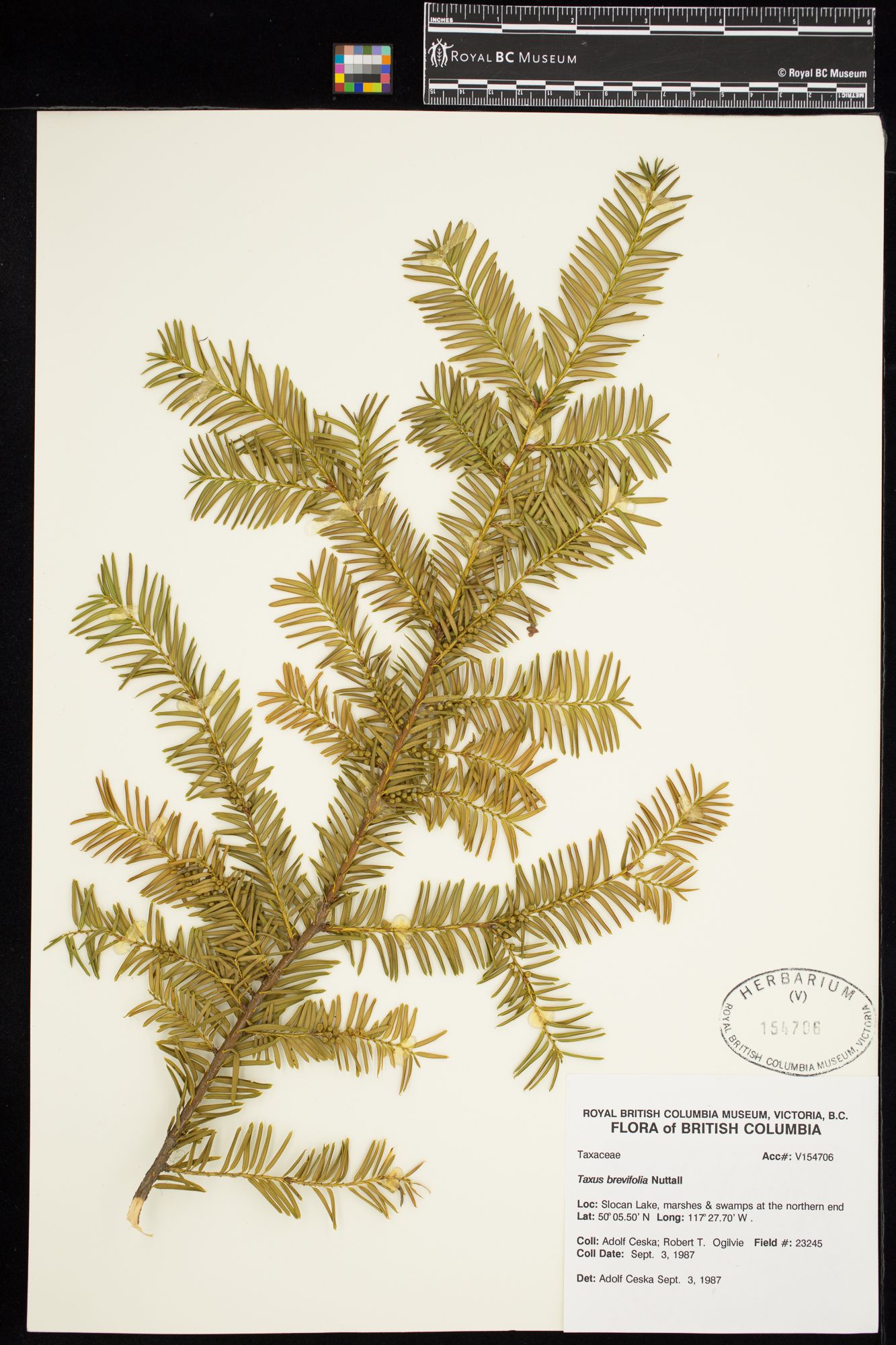 Image representing Taxus brevifolia.