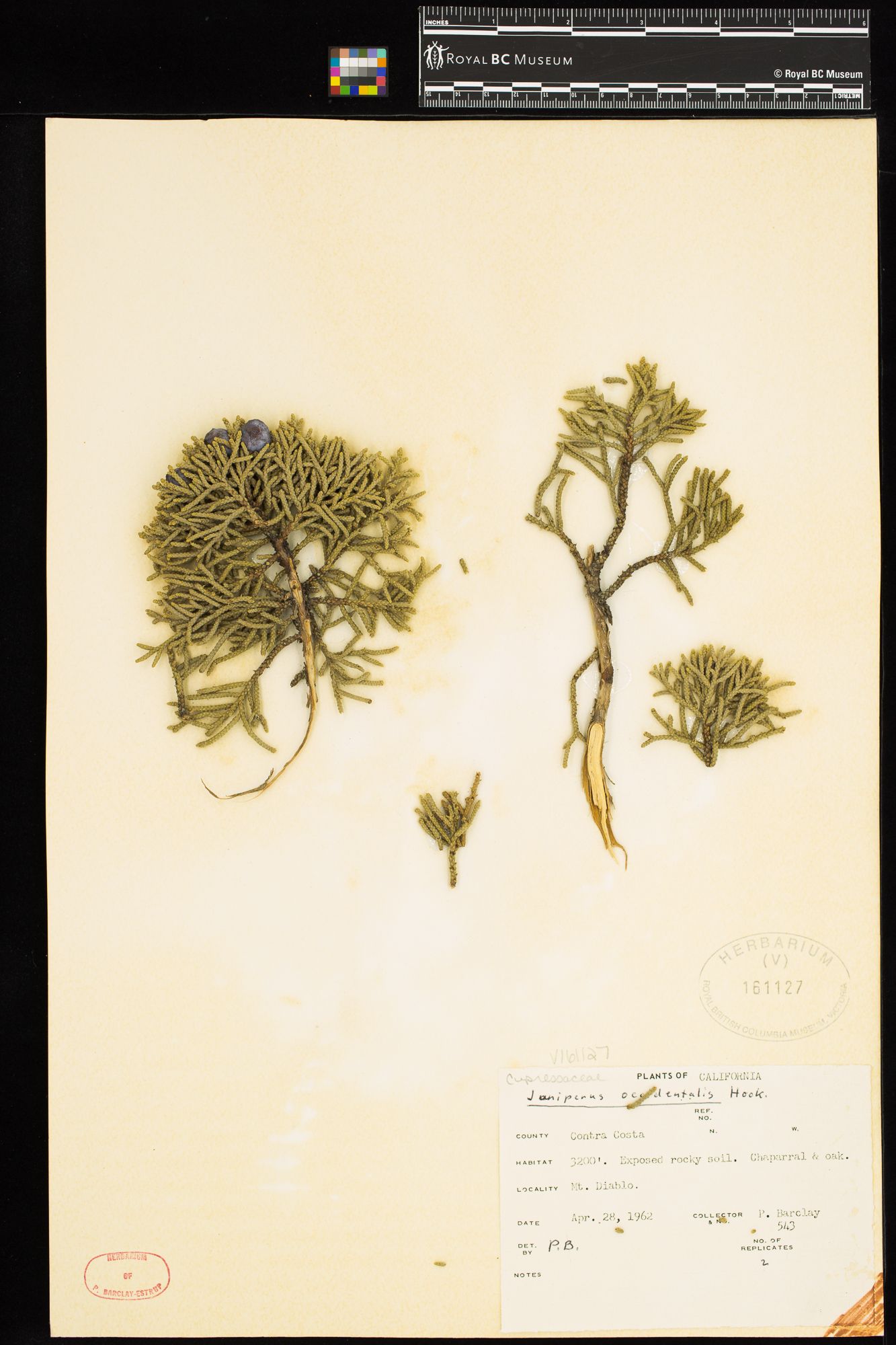 Image representing Juniperus occidentalis.