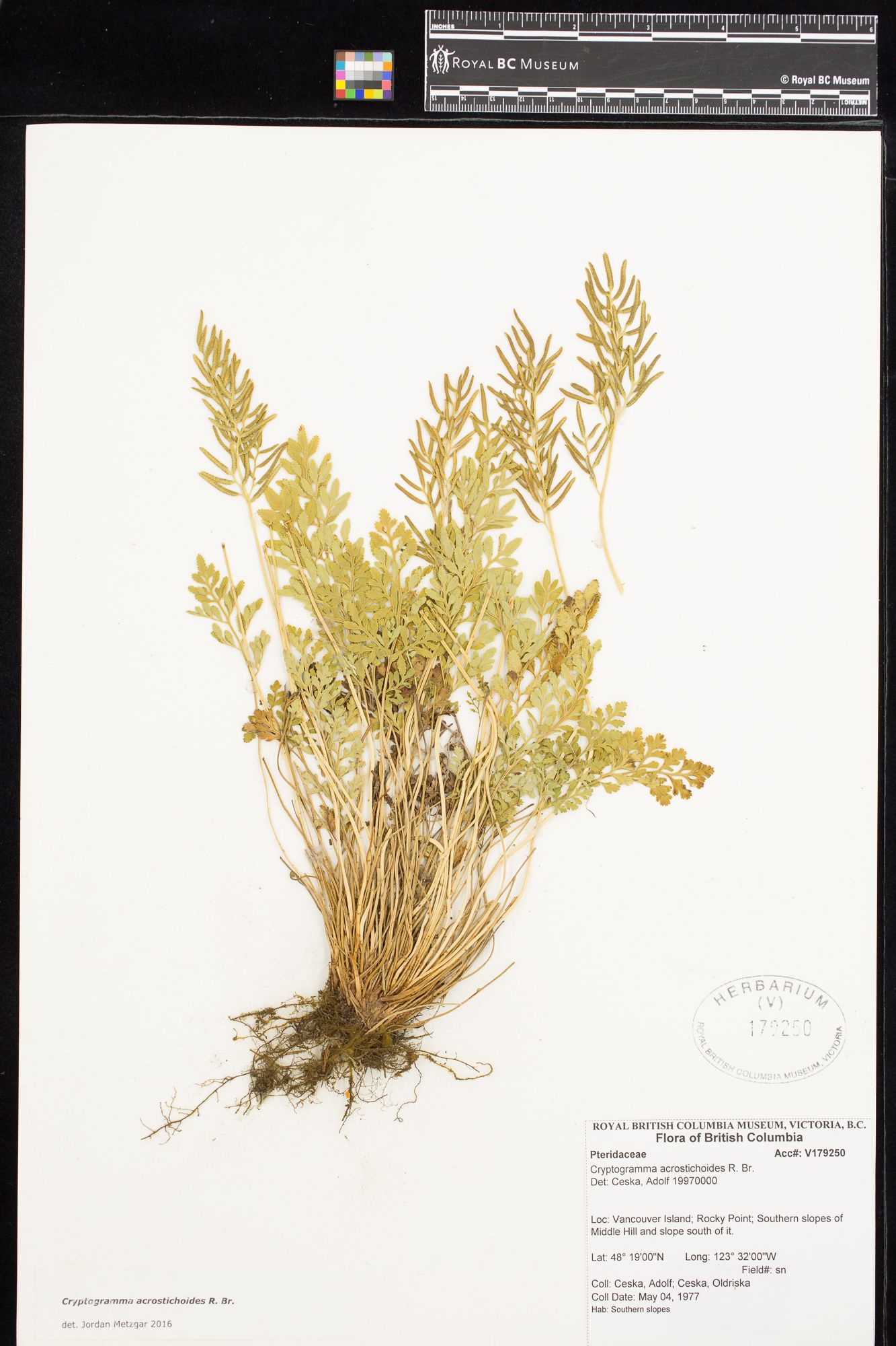 Image representing Cryptogramma acrostichoides.