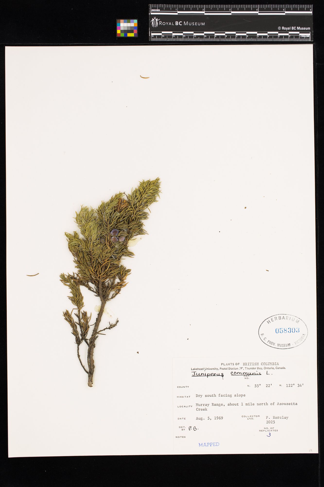 Image representing Juniperus communis.