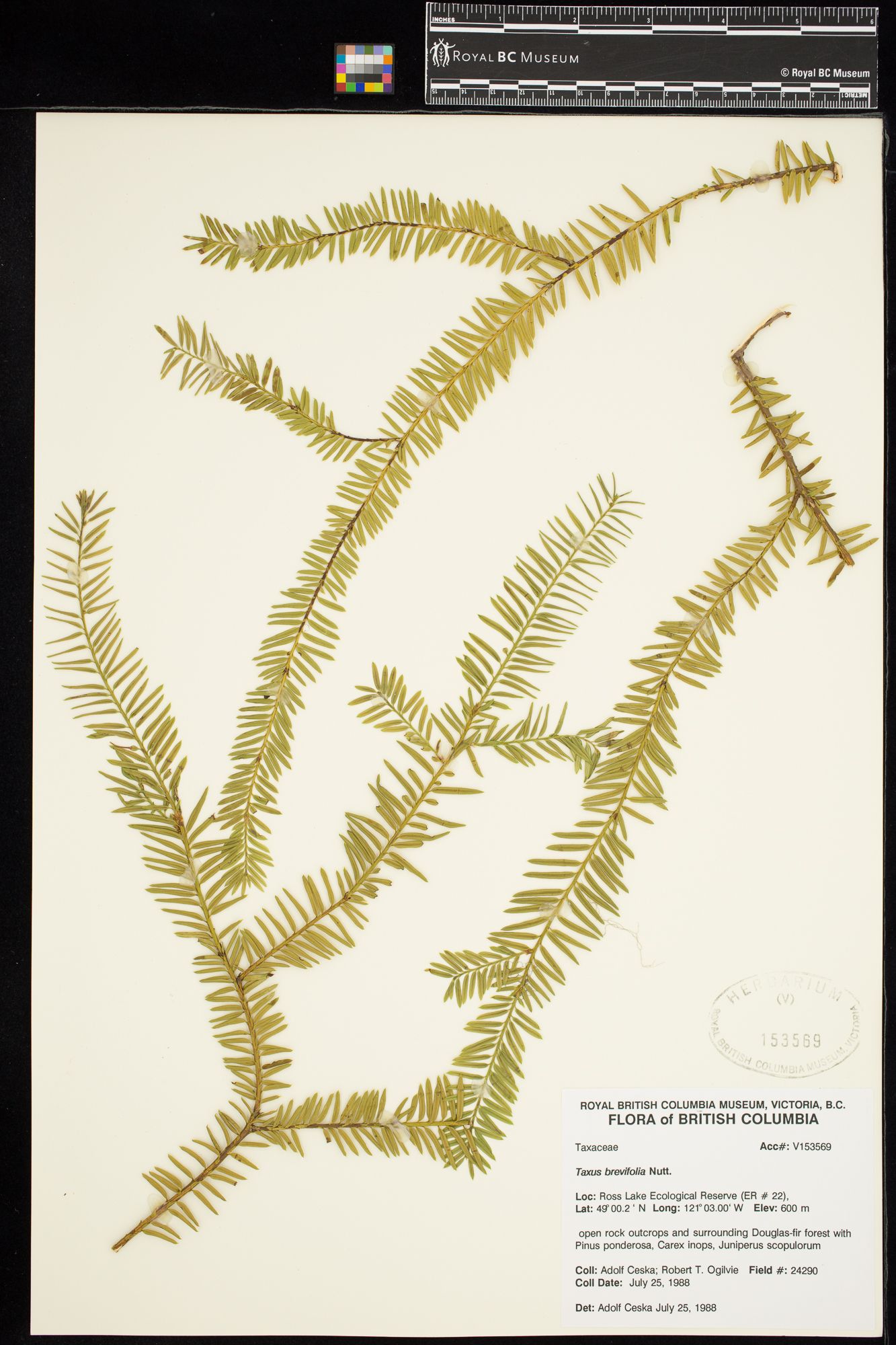 Image representing Taxus brevifolia.