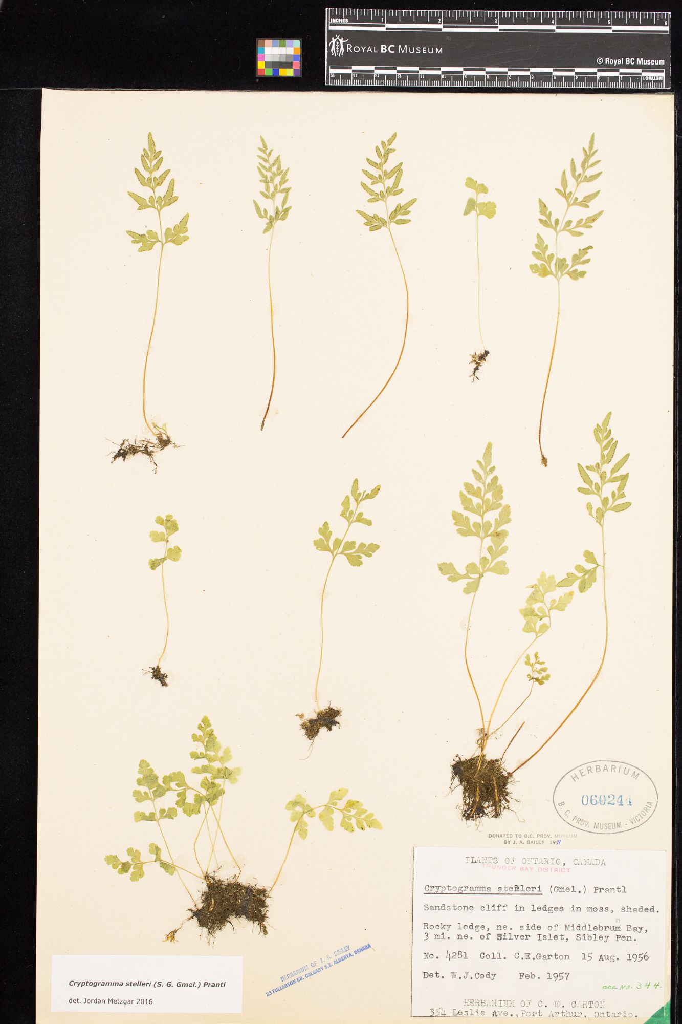 Image representing Cryptogramma stelleri.