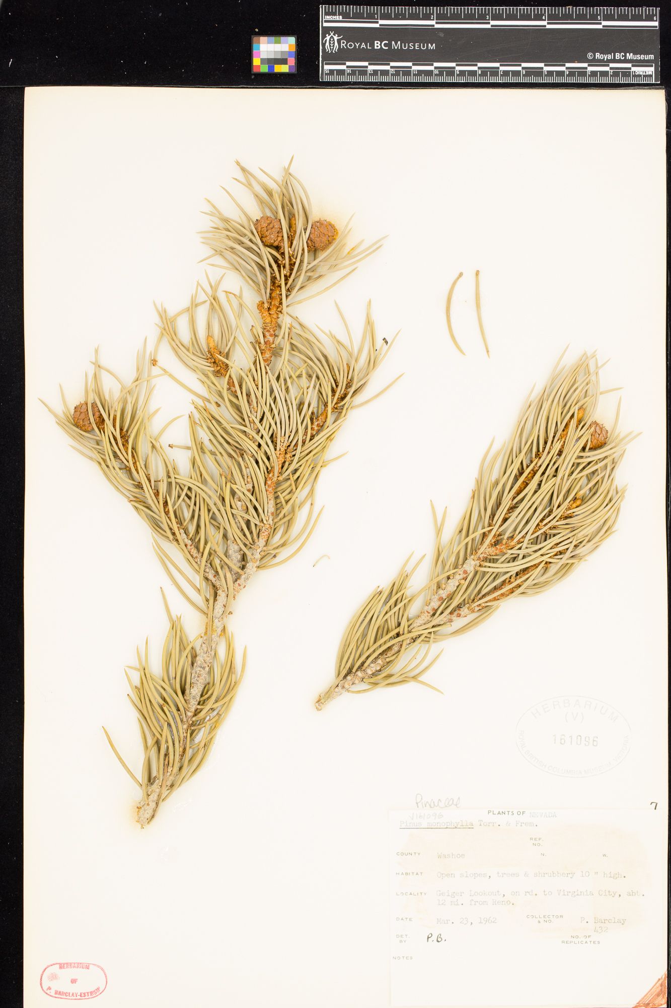 Image representing Pinus monophylla.