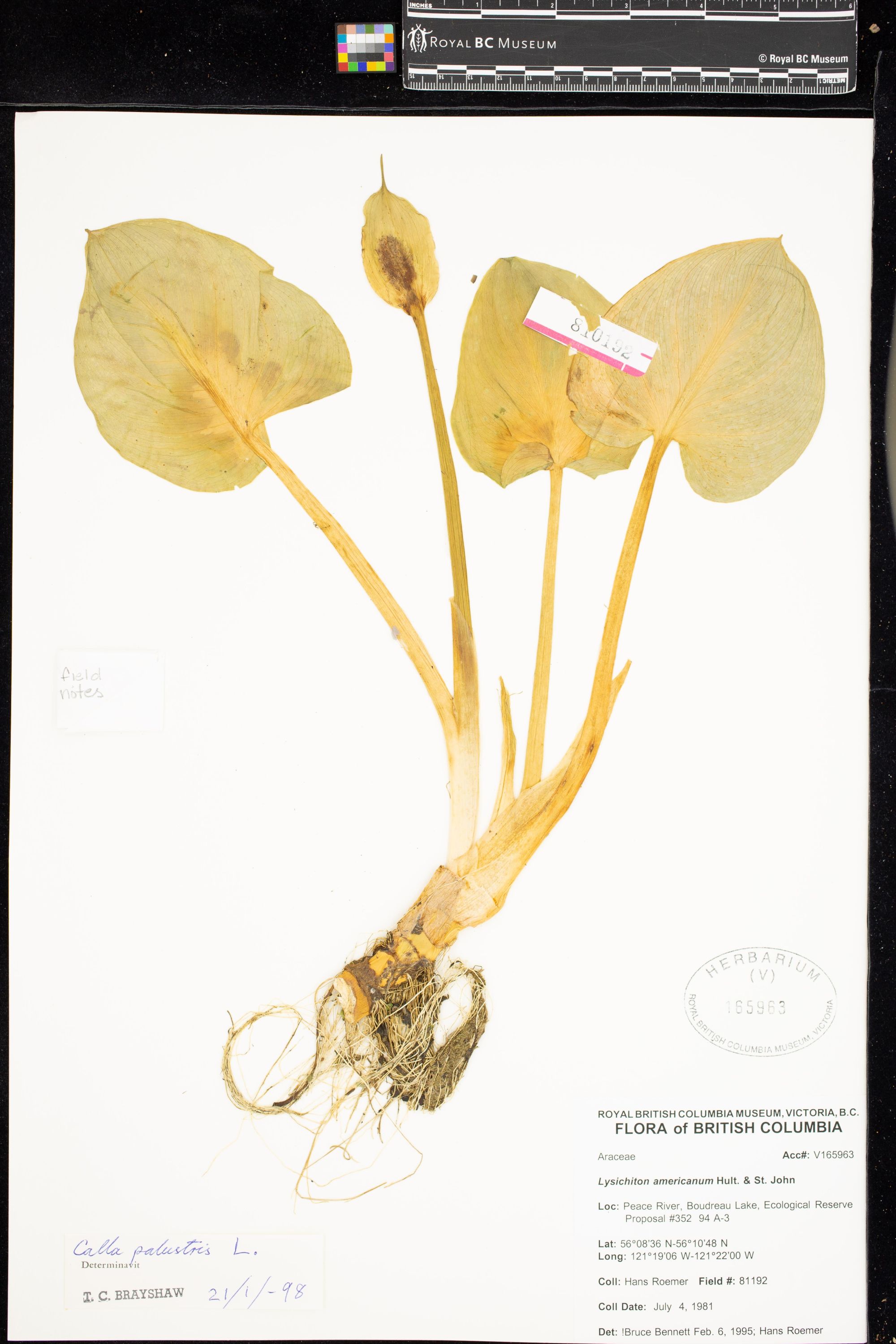 Image representing Lysichiton americanum.